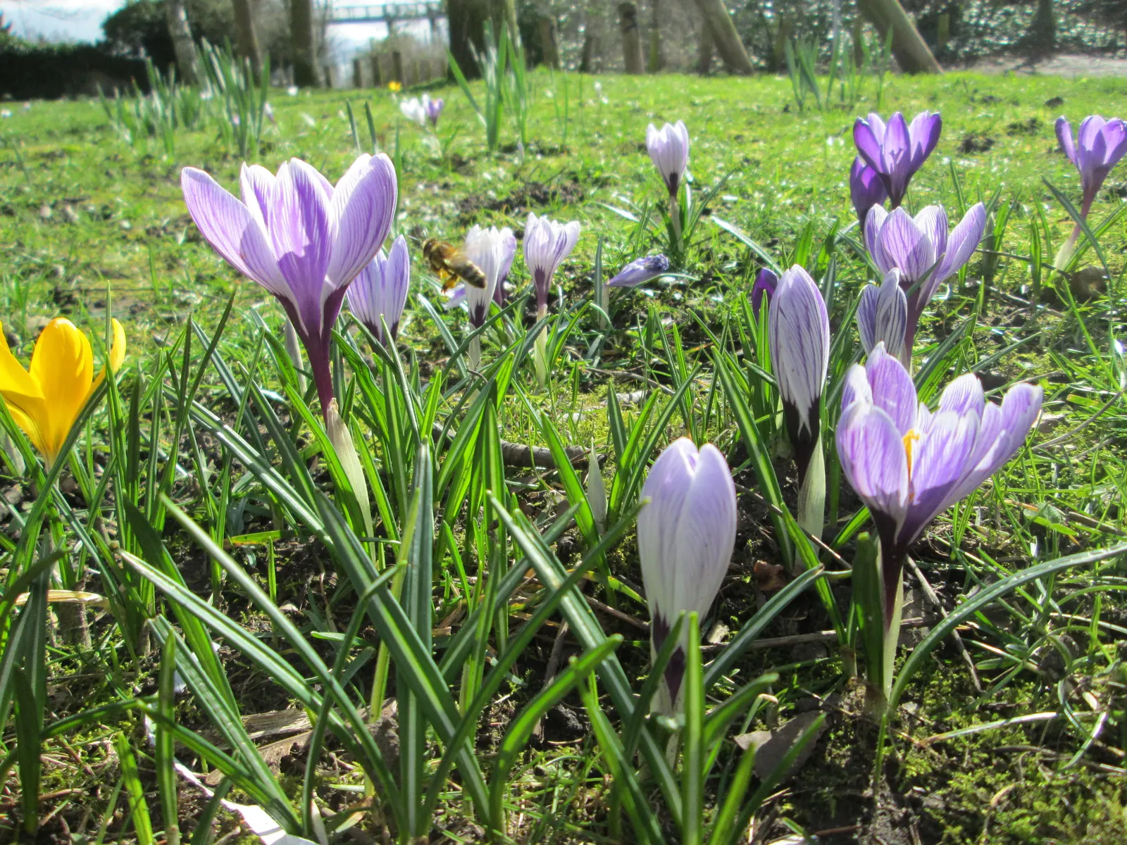 Crocus (Crocus Vernus) — these bulbs can be used to provide early spring color; and is an excellent choice for rock gardens, image 88