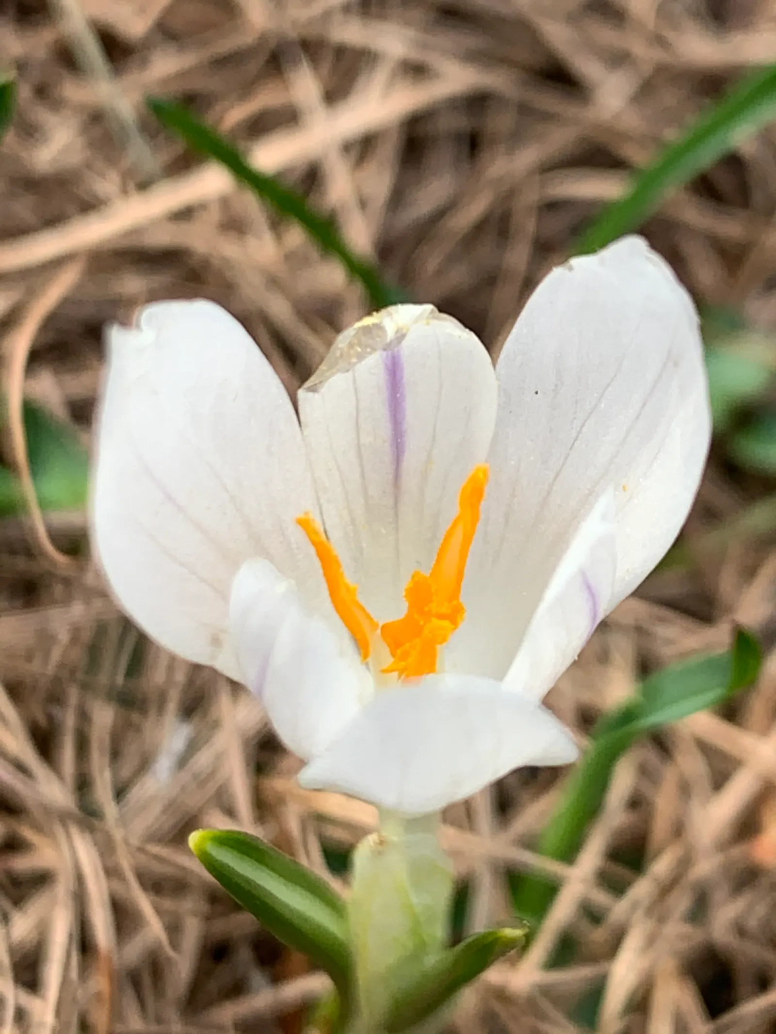 Crocus (Crocus Vernus) — It's resistant to deer and other pests; reaching 3-6 inches in height, it thrives in full sun to partial shade and, image 85