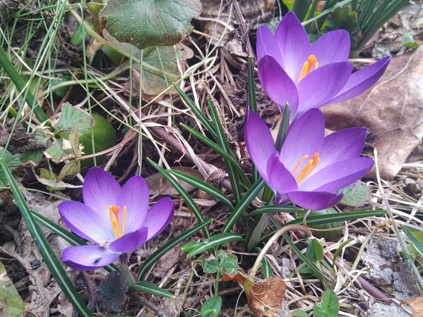 Crocus (Crocus Vernus) — offering early-season nectar for pollinators and a splash of color to awakening gardens; is an enchanting herbaceous, image 192