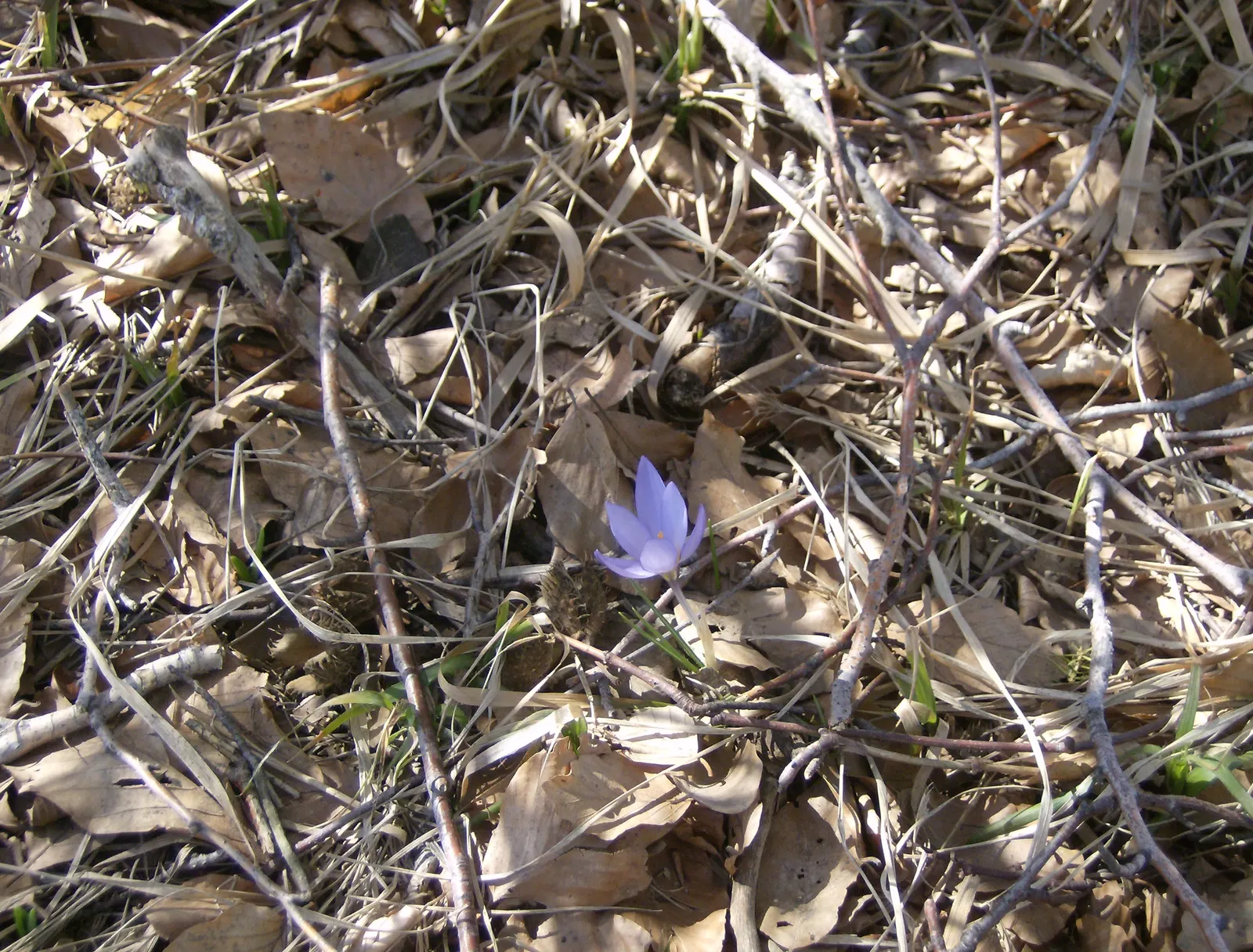 Crocus (Crocus Vernus) — grass-like leaves and a singular striking flower; these plants thrive in full sun to partial shade and are hardy in USDA, image 105