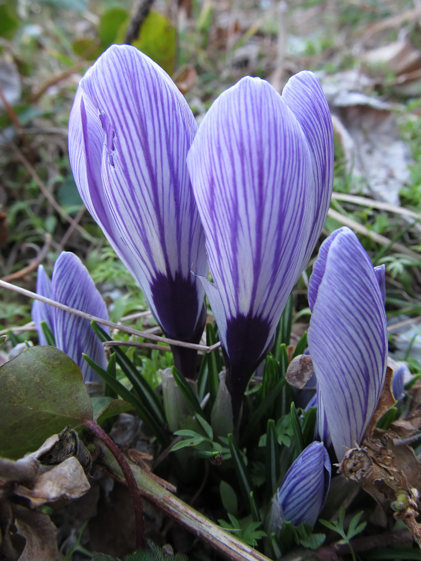 Crocus (Crocus Vernus) — and is an excellent choice for rock gardens; crocus vernus reaches a modest height of 4 to 6 inches, image 210