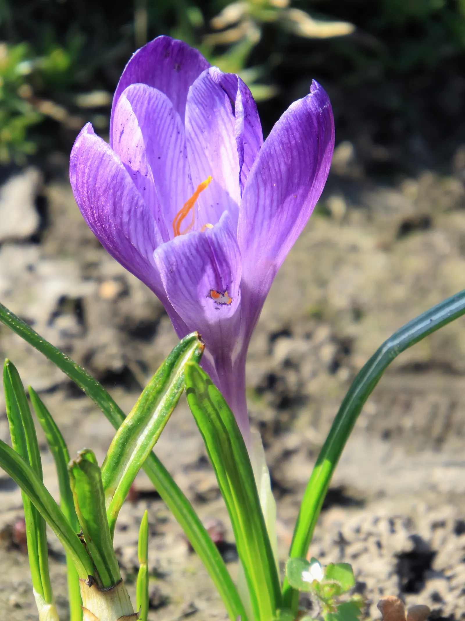 Crocus (Crocus Vernus) — Crocus vernus reaches a modest height of 4 to 6 inches; this low-maintenance perennial is ideal for naturalizing in lawns, image 103