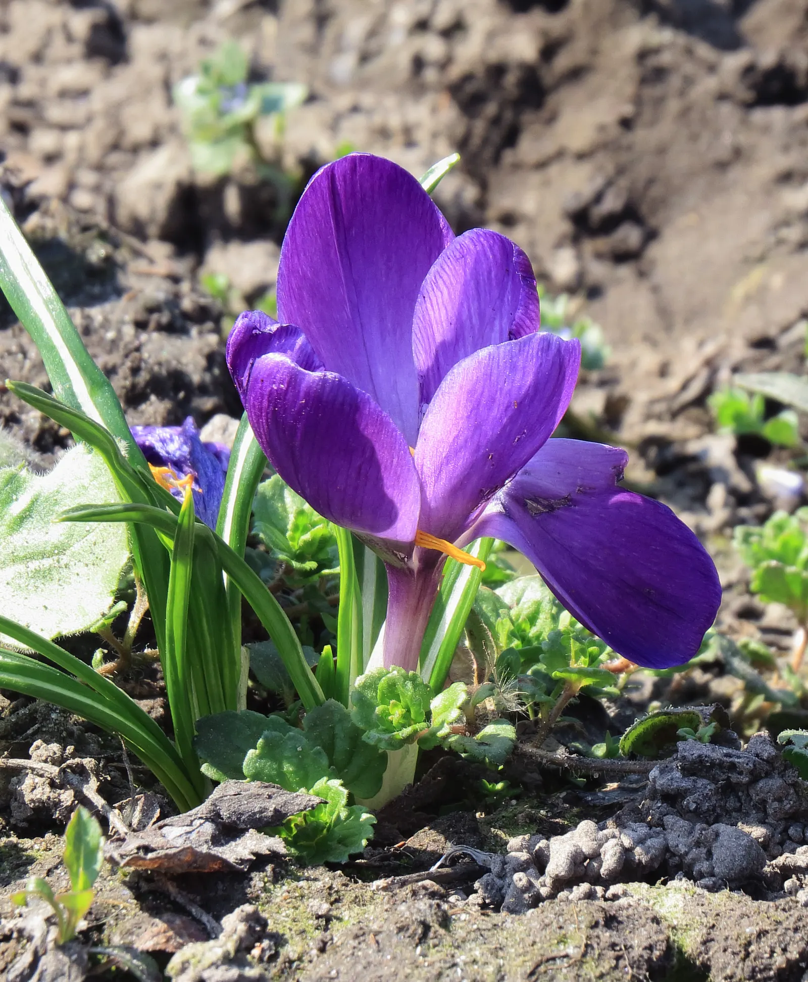 Crocus (Crocus Vernus) — with each bulb producing narrow; grass-like leaves and a singular striking flower, image 104