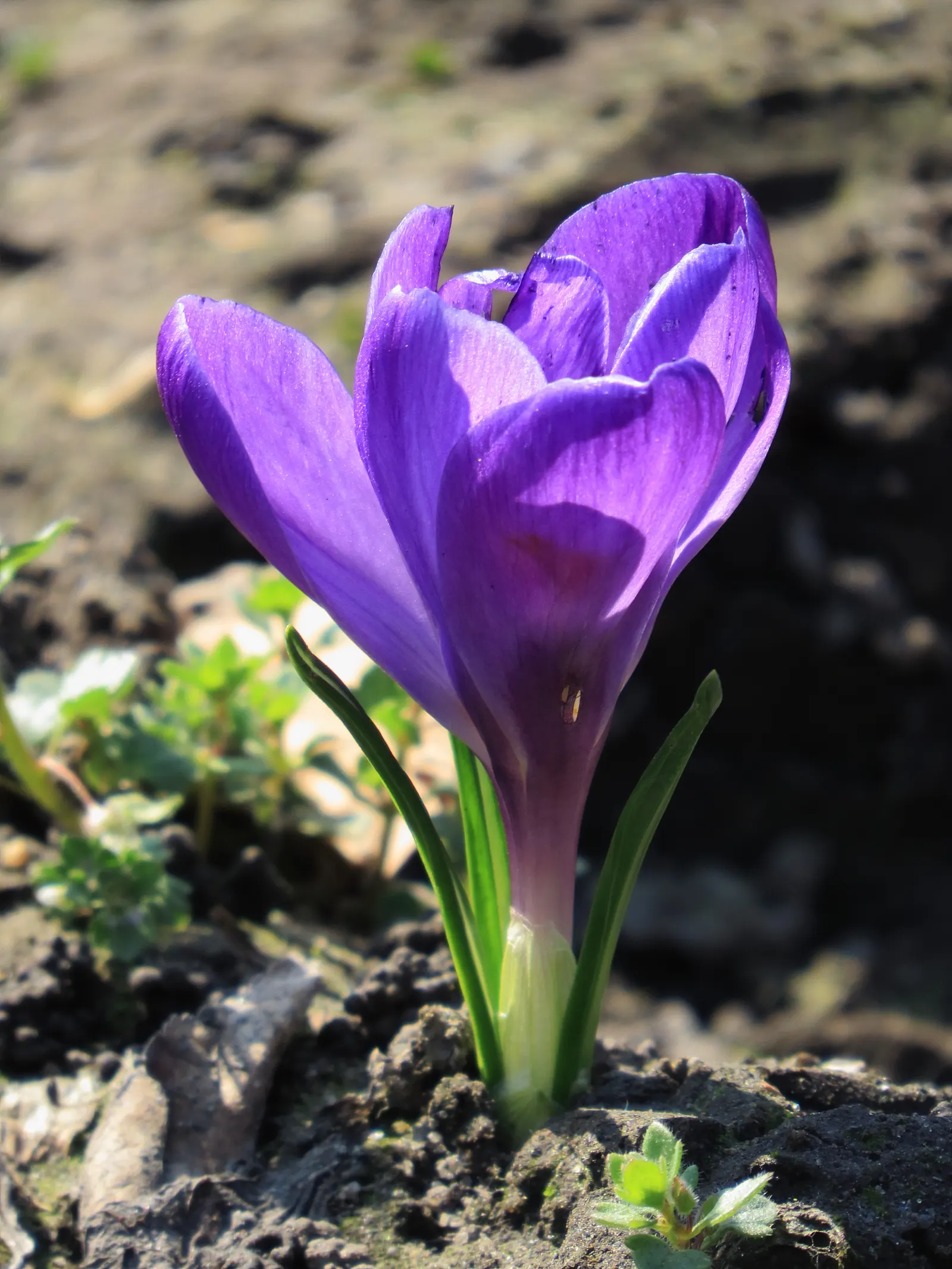 Crocus (Crocus Vernus) — A member of the Iridaceae family; purple and white flowers in the garden, image 102