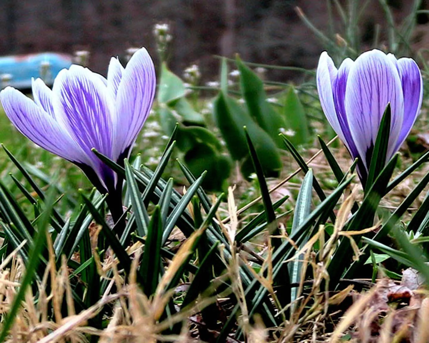 Crocus (Crocus Vernus) — These plants thrive in full sun to partial shade and are hardy in USDA zones 3 through 8; offering early-season nectar for, image 81