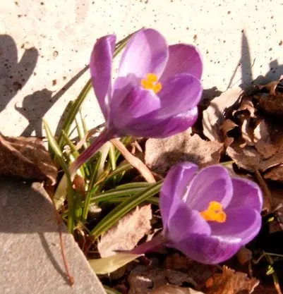 Crocus (Crocus Vernus) — creating a more vivid display with each passing season.<br><br>Crocus vernus is a low-maintenance plant; meaning they will, image 83