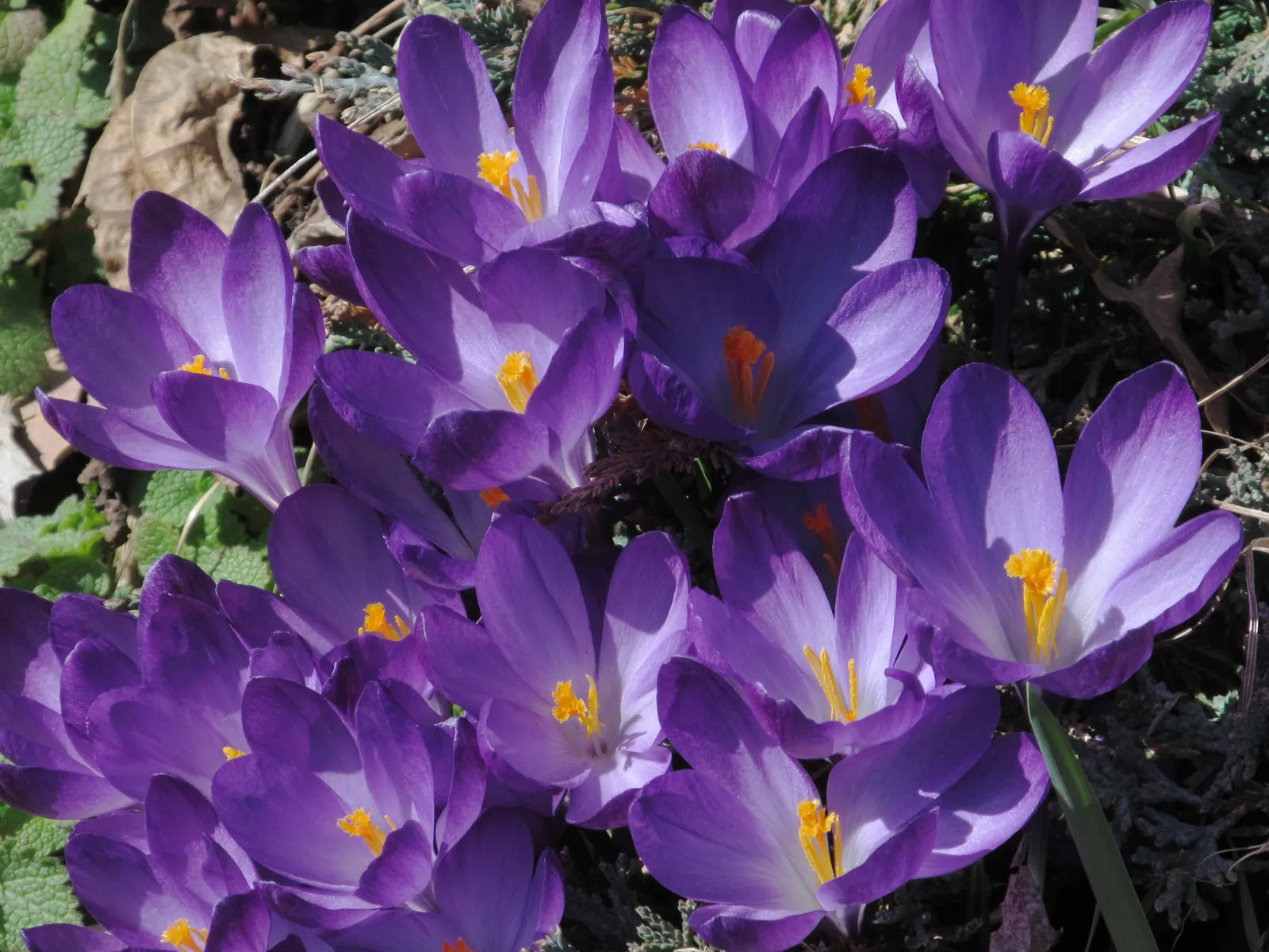 Crocus (Crocus Vernus) — and deep yellows to striped or variegated patterns; vibrant flowers in purple, image 200