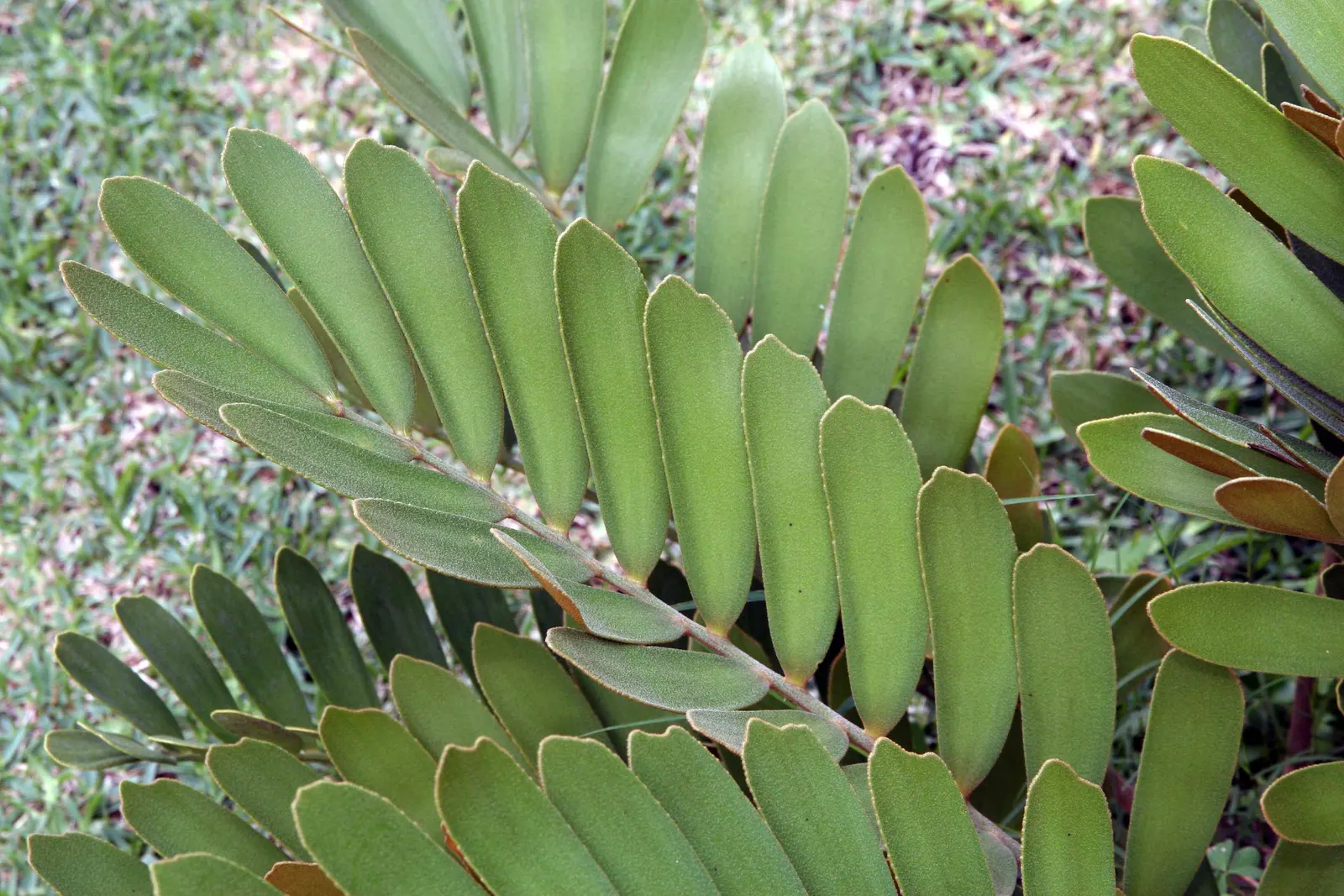 Cardboard Palm (Zamia Furfuracea) — evergreen cycad notable for its leathery