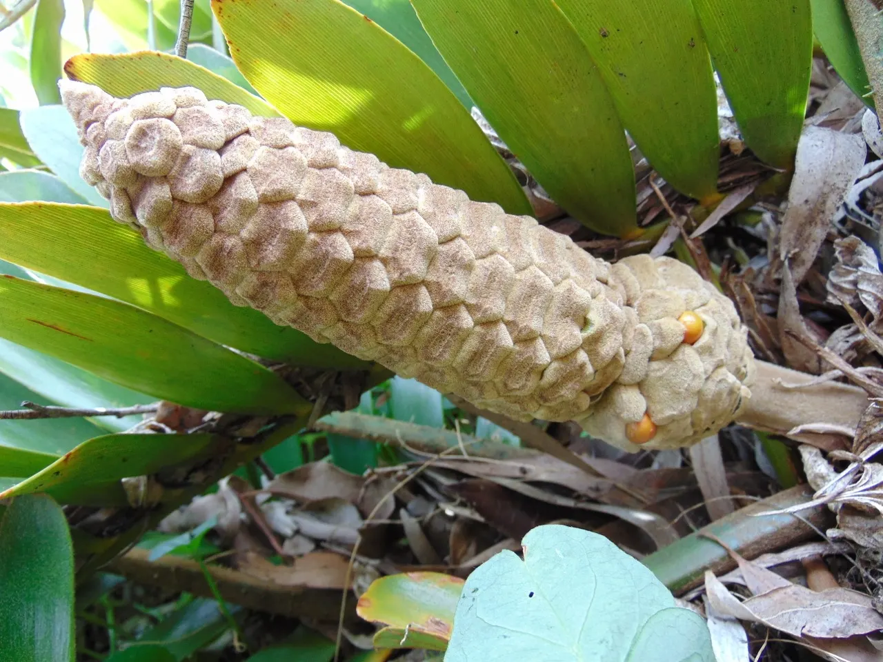 Cardboard Palm (Zamia Furfuracea) — The Cardboard Palm (Zamia furfuracea) is a robust; mature specimens reach up to 3-4 ft in height and width, image 105