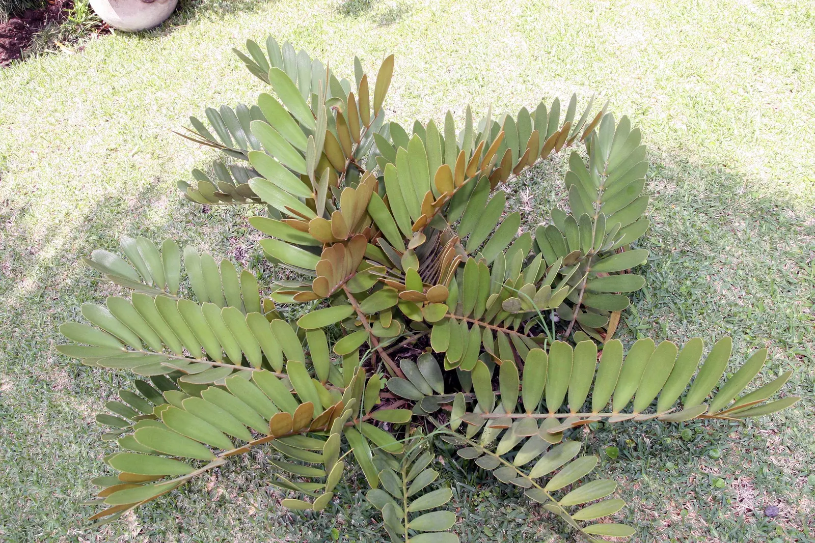 Cardboard Palm (Zamia Furfuracea) — seed-producing plants with a stout and woody trunk