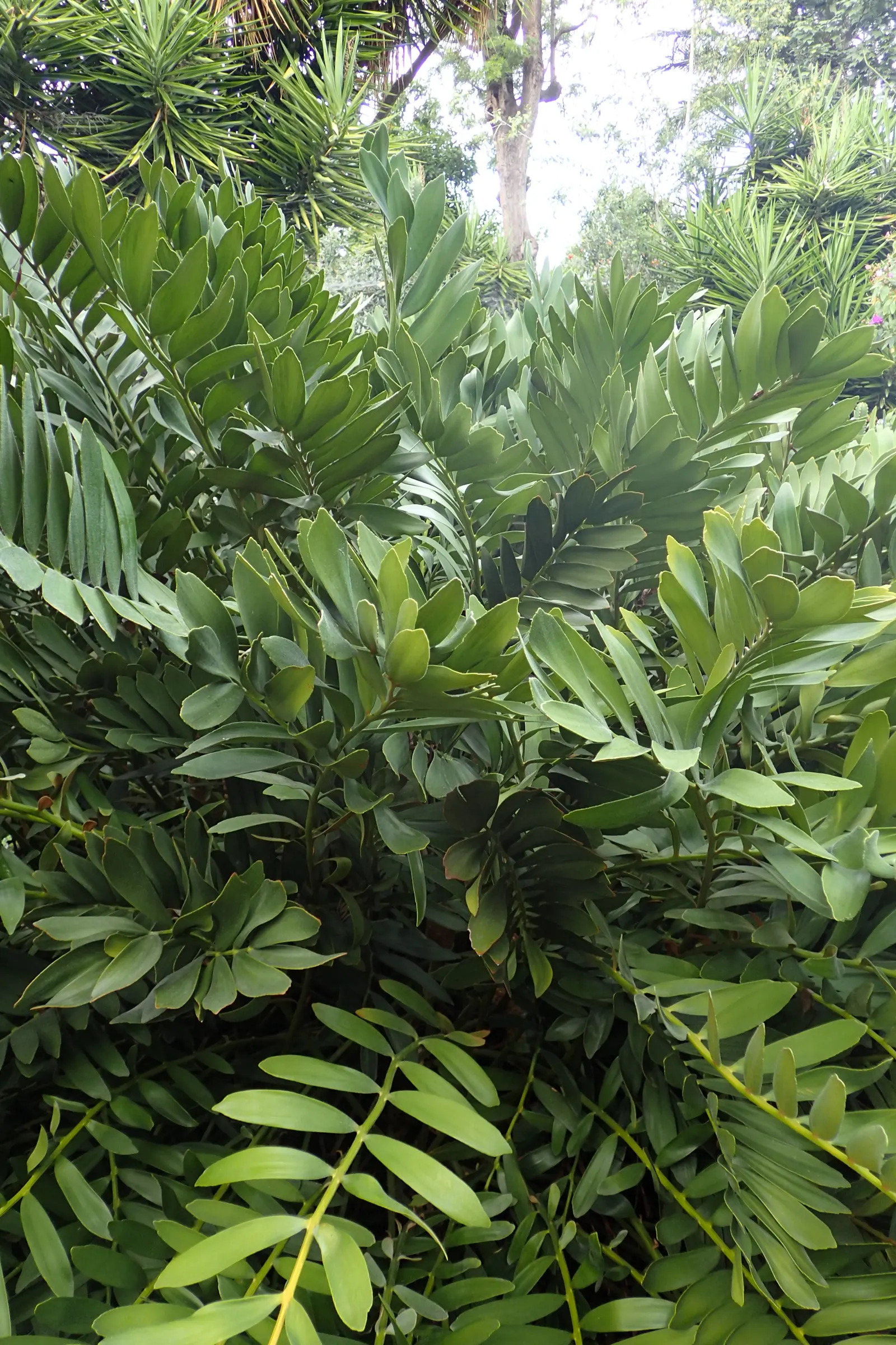Cardboard Palm (Zamia Furfuracea) — Radiating from the center