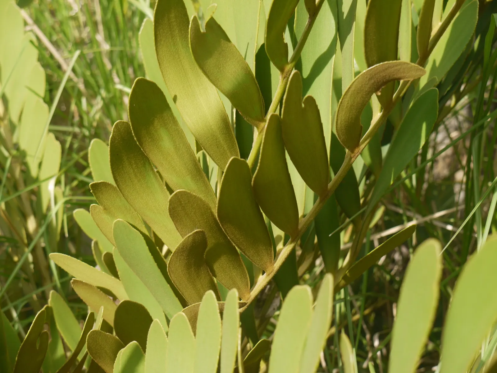Cardboard Palm (Zamia Furfuracea) — While it prospers in partial shade to full sunlight; caution should be exercised