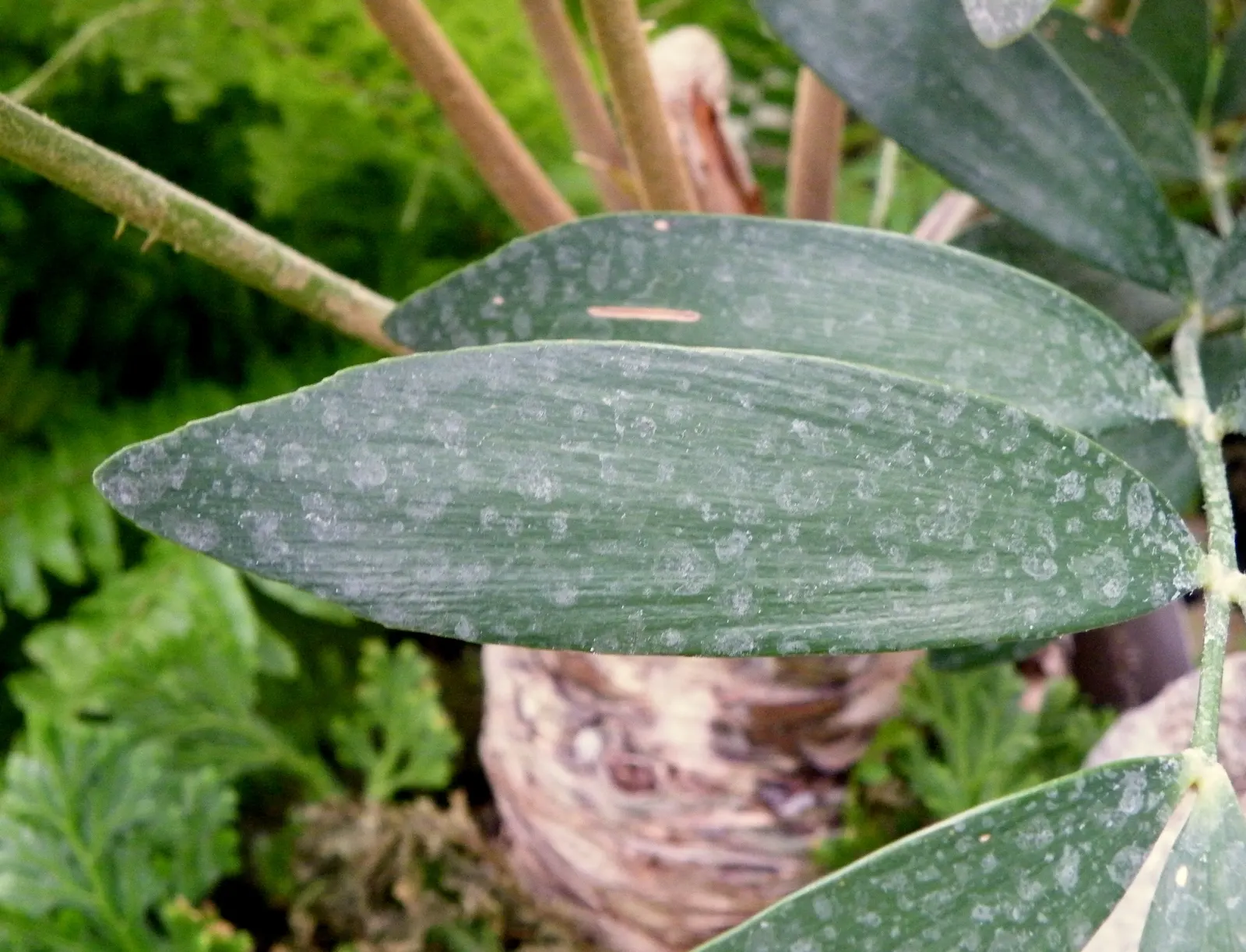 Cardboard Palm (Zamia Furfuracea) — olive-green foliage that radiates from a central trunk; as they have a cardboard-like texture.<br><br>For the client's