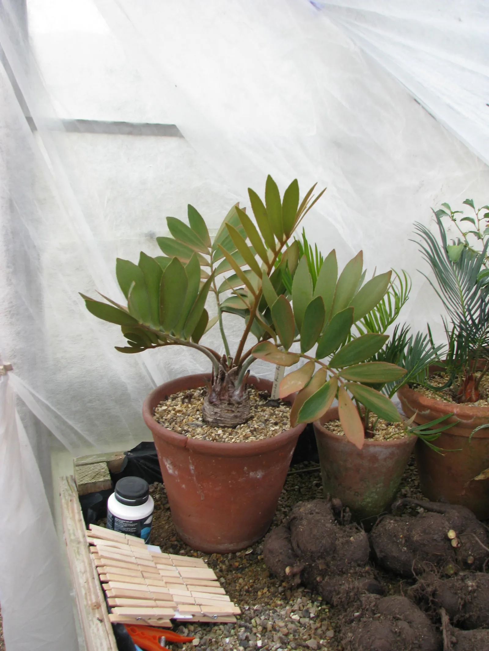 Cardboard Palm (Zamia Furfuracea) — due to the presence of cycasin; the Cardboard Palm (Zamia furfuracea), image 98