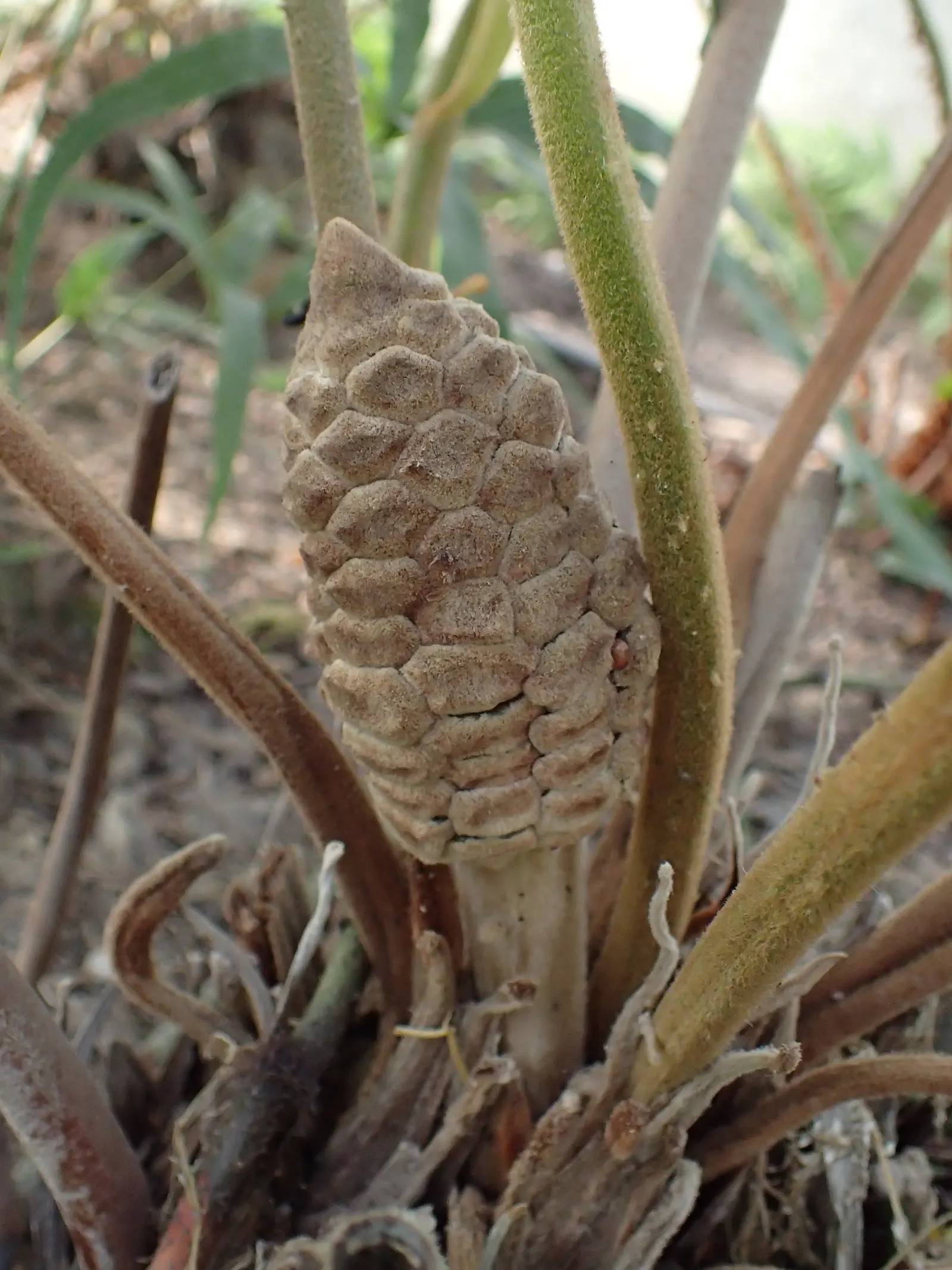 Cardboard Palm (Zamia Furfuracea) — seed-producing plants with a stout and woody trunk; olive-green leaves are pinnate and can span up to 3 feet long