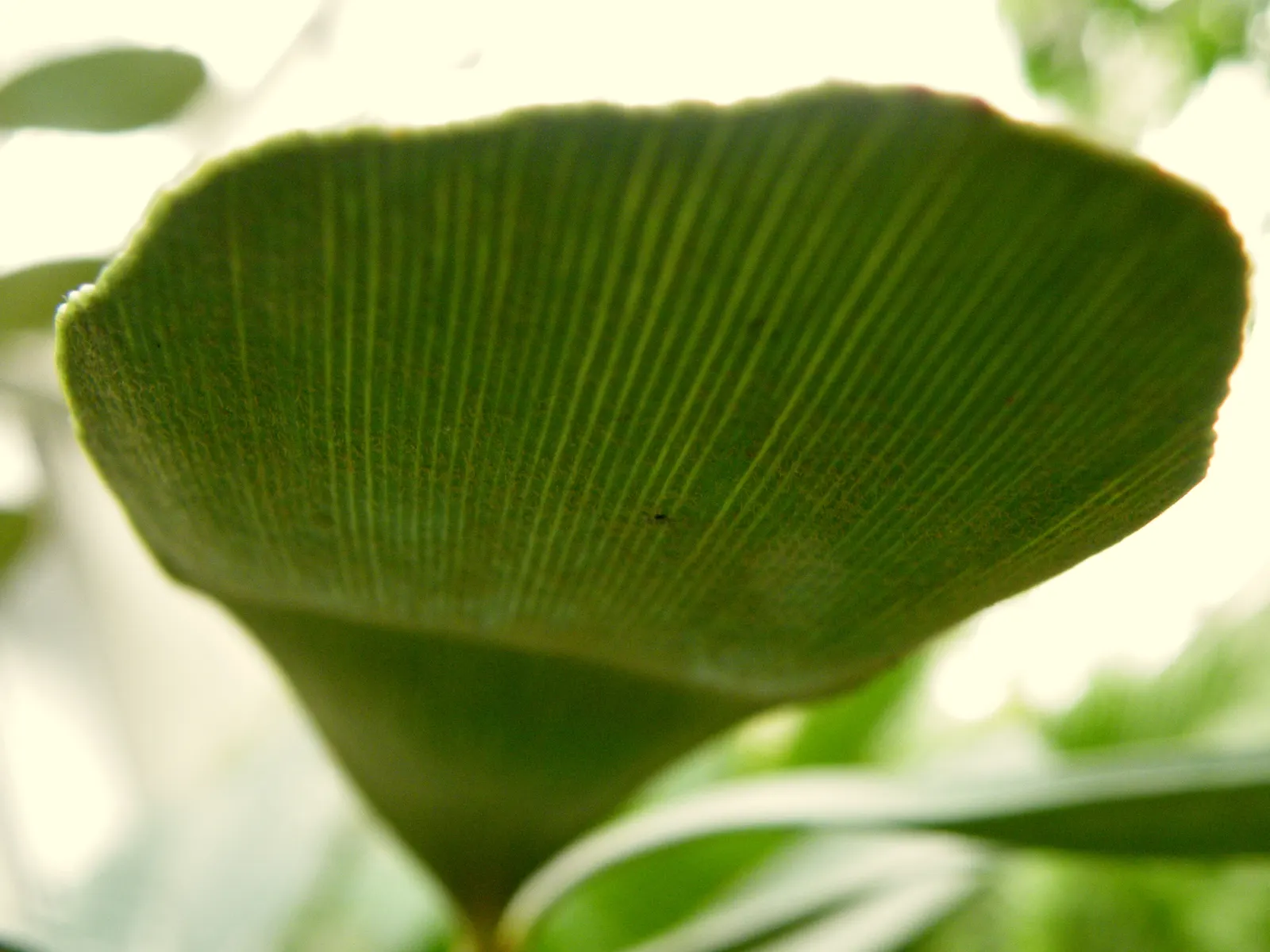Cardboard Palm (Zamia Furfuracea) — the colors of the foliage tend to be more vibrant when positioned in bright filtered light; evergreen cycad, image 75