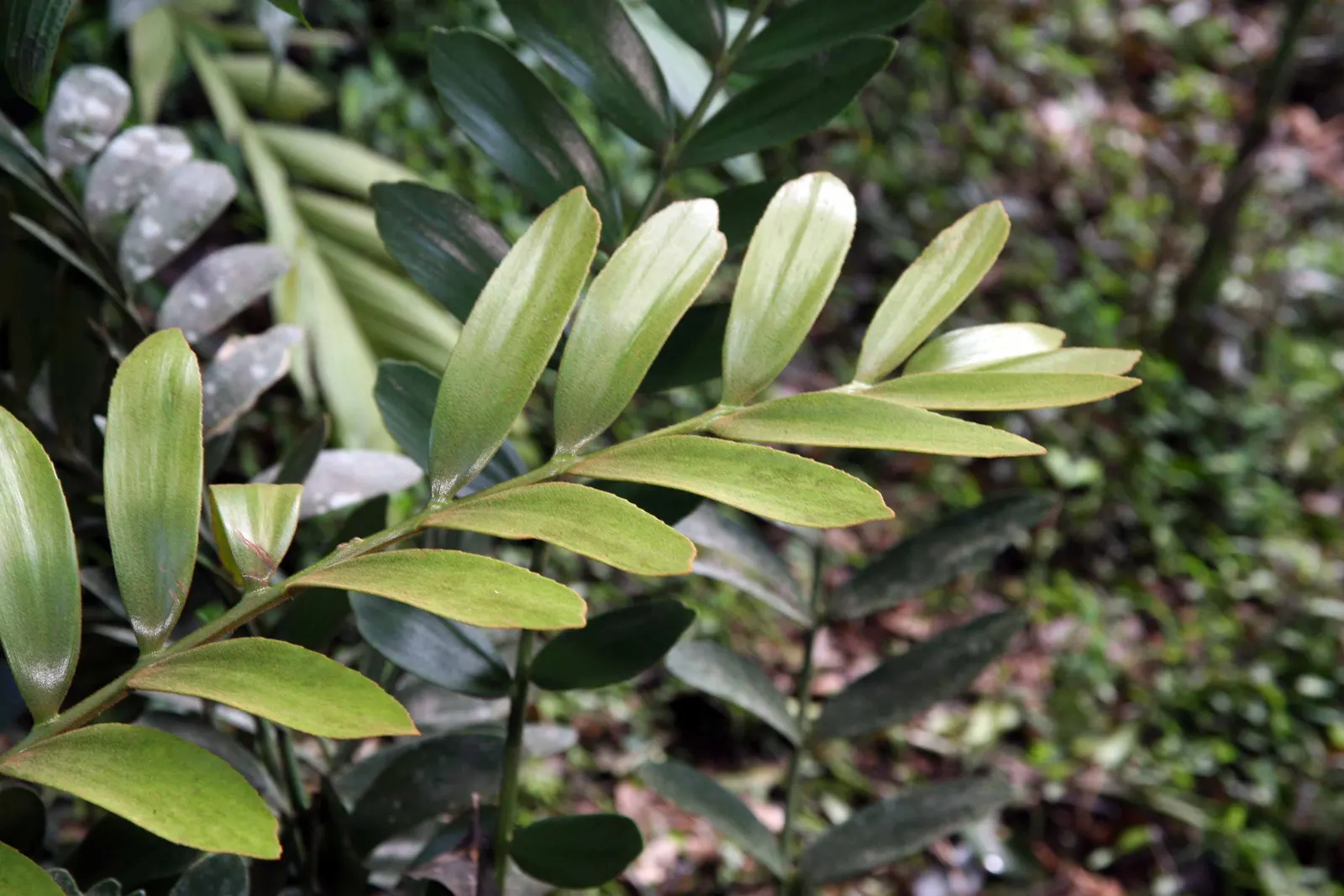 Cardboard Palm (Zamia Furfuracea) — The Cardboard Palm (Zamia furfuracea) is a robust; mature specimens reach up to 3-4 ft in height and width, image 53