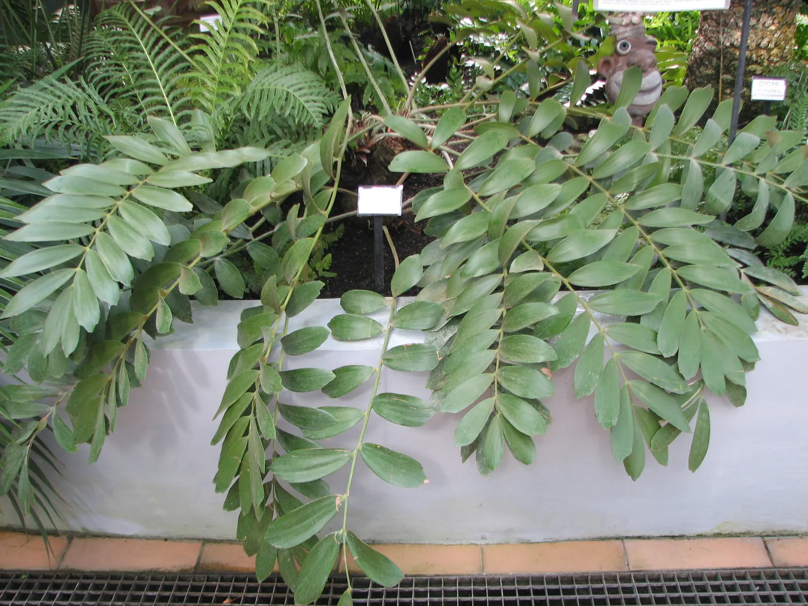 Cardboard Palm (Zamia Furfuracea) — olive-green leaves are pinnate and can span up to 3 feet long