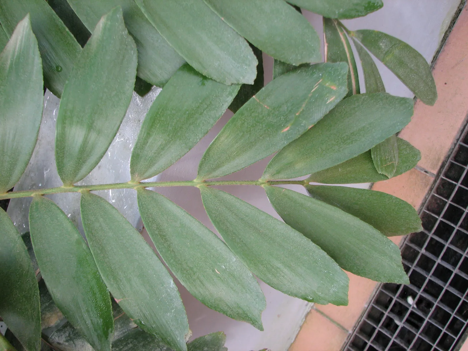 Cardboard Palm (Zamia Furfuracea) — thickened stem that may grow up to 8 inches in diameter; seed-producing plants with a stout and woody trunk, image 91