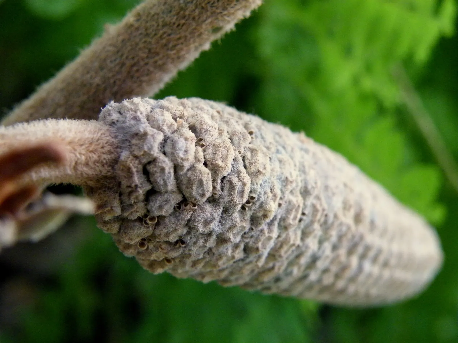 Cardboard Palm (Zamia Furfuracea) — Caution should be exercised