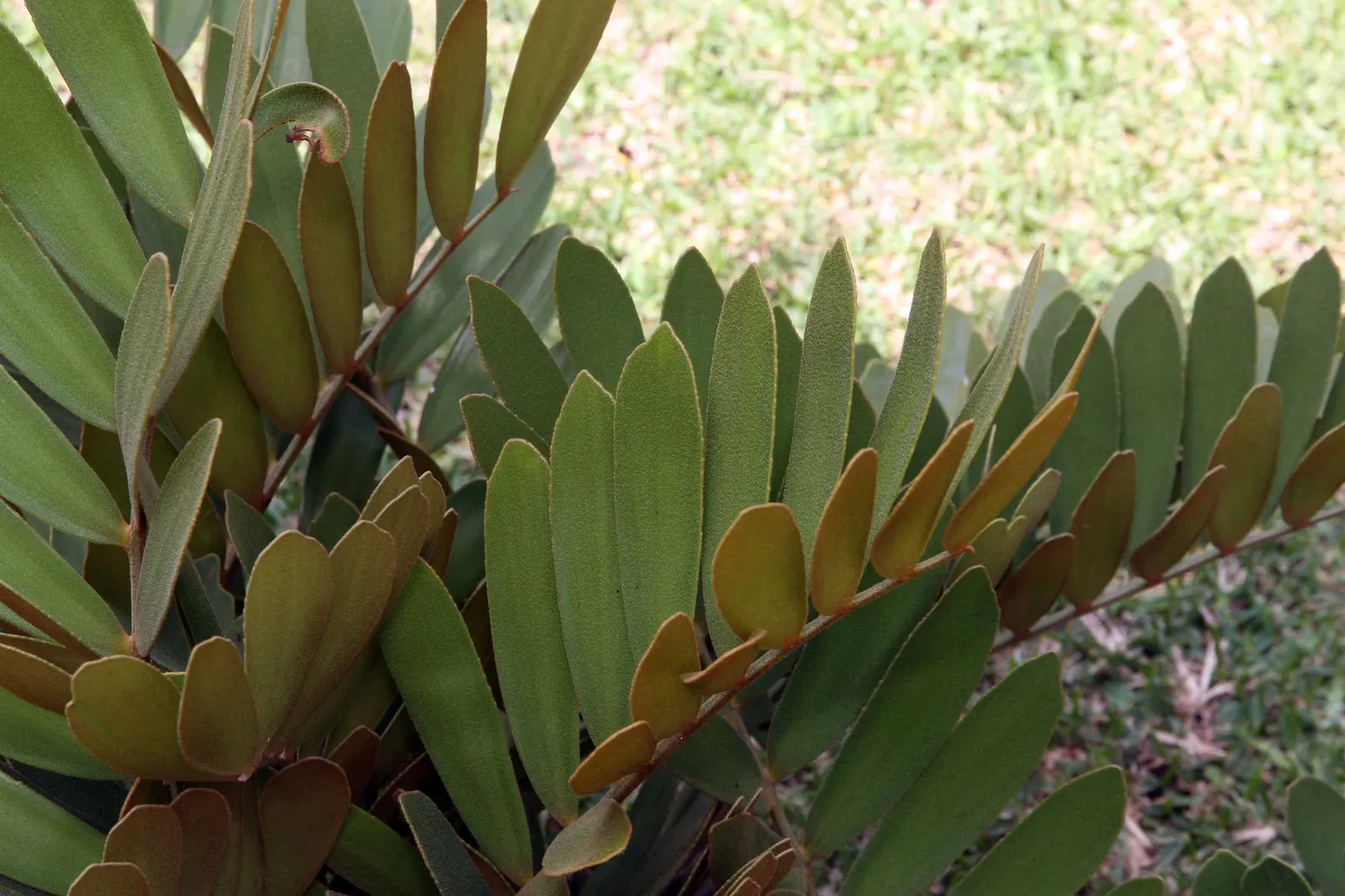 Cardboard Palm (Zamia Furfuracea) — seed-producing plants with a stout and woody trunk; olive-green leaves are pinnate and can span up to 3 feet, image 62