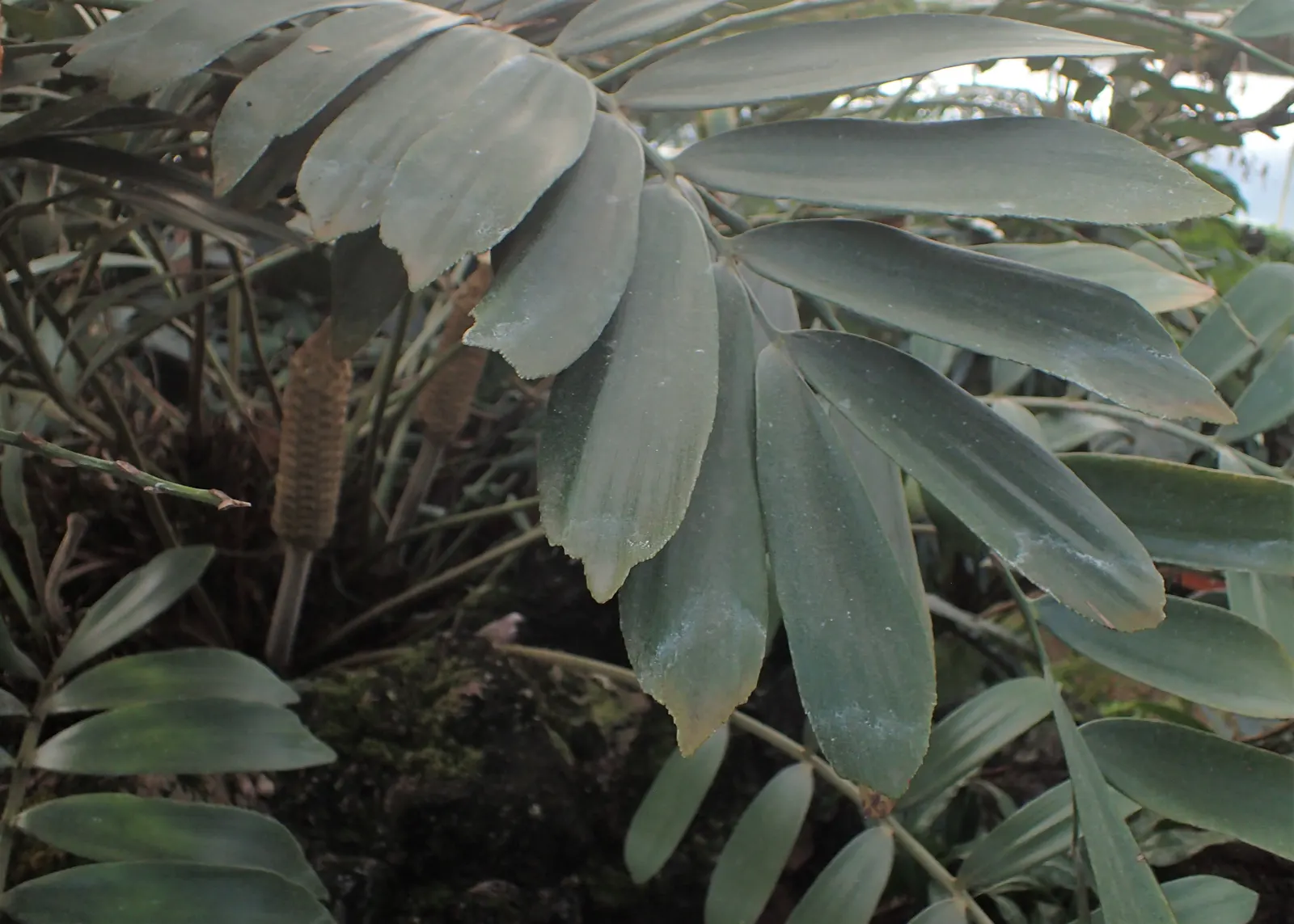 Cardboard Palm (Zamia Furfuracea) — Radiating from the center; leathery leaves give the plant its common name, image 92