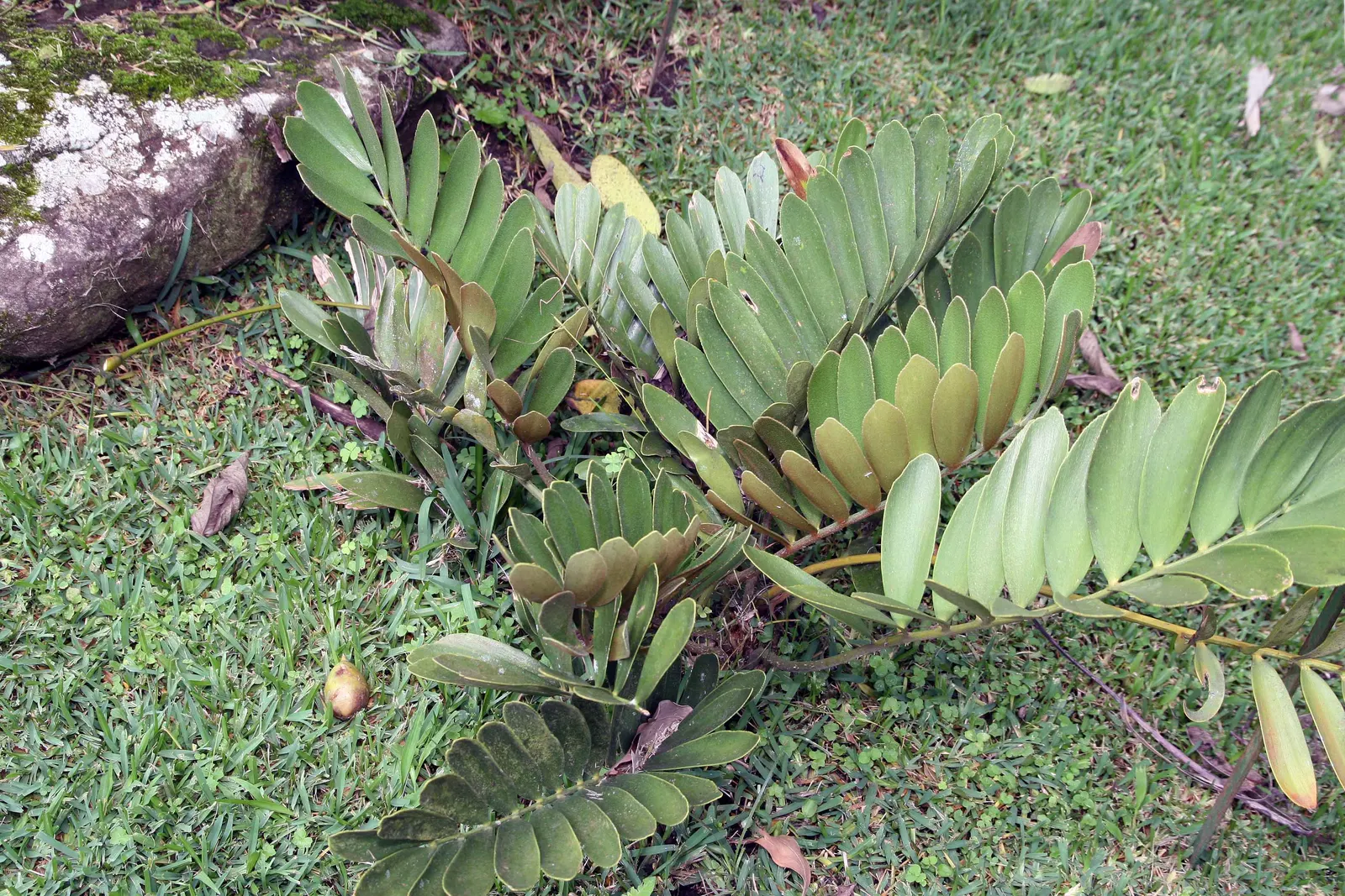 Cardboard Palm (Zamia Furfuracea) — and is an excellent choice for adding a prehistoric or tropical touch to the garden layout