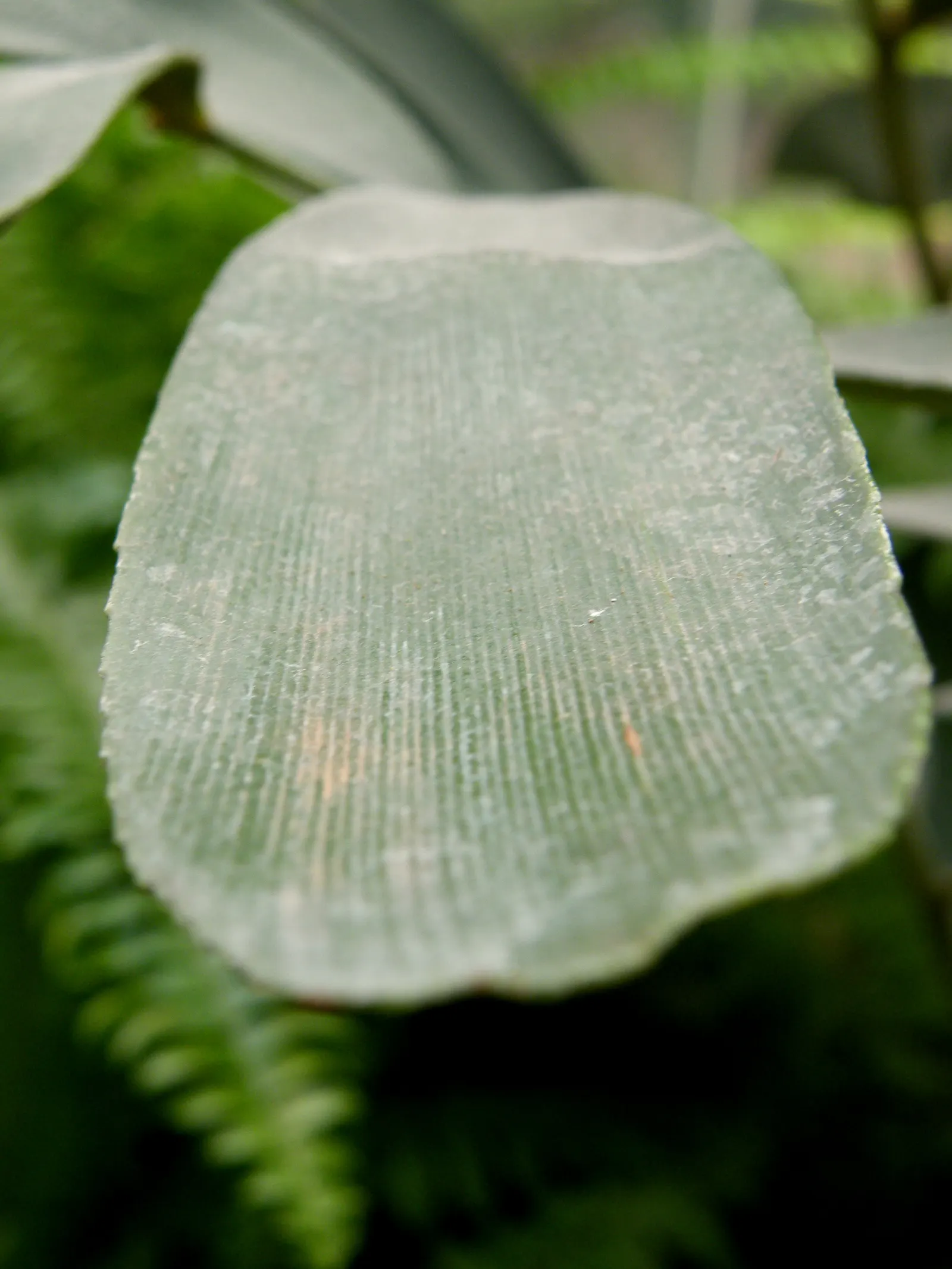 Cardboard Palm (Zamia Furfuracea) — Ideal for USDA zones 9-11, it thrives in well-drained soil and partial shade to full sun