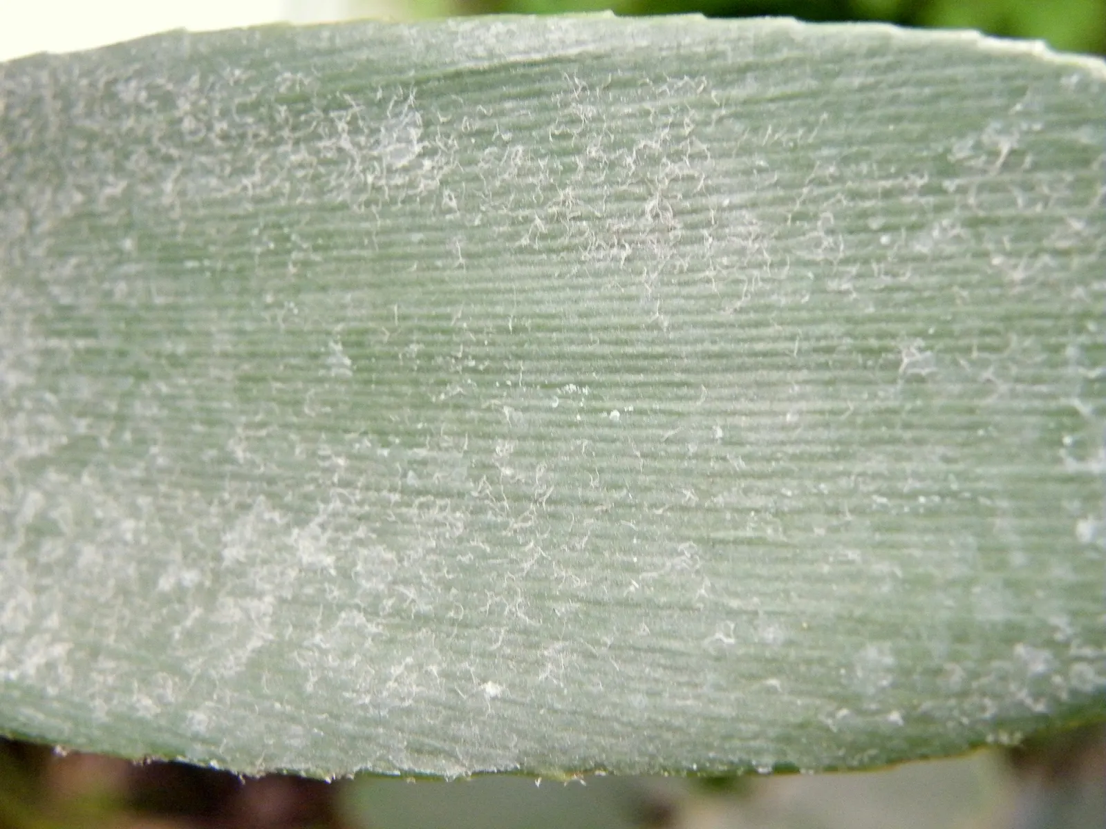 Cardboard Palm (Zamia Furfuracea) — the colors of the foliage tend to be more vibrant when positioned in bright filtered light; evergreen cycad notable for its