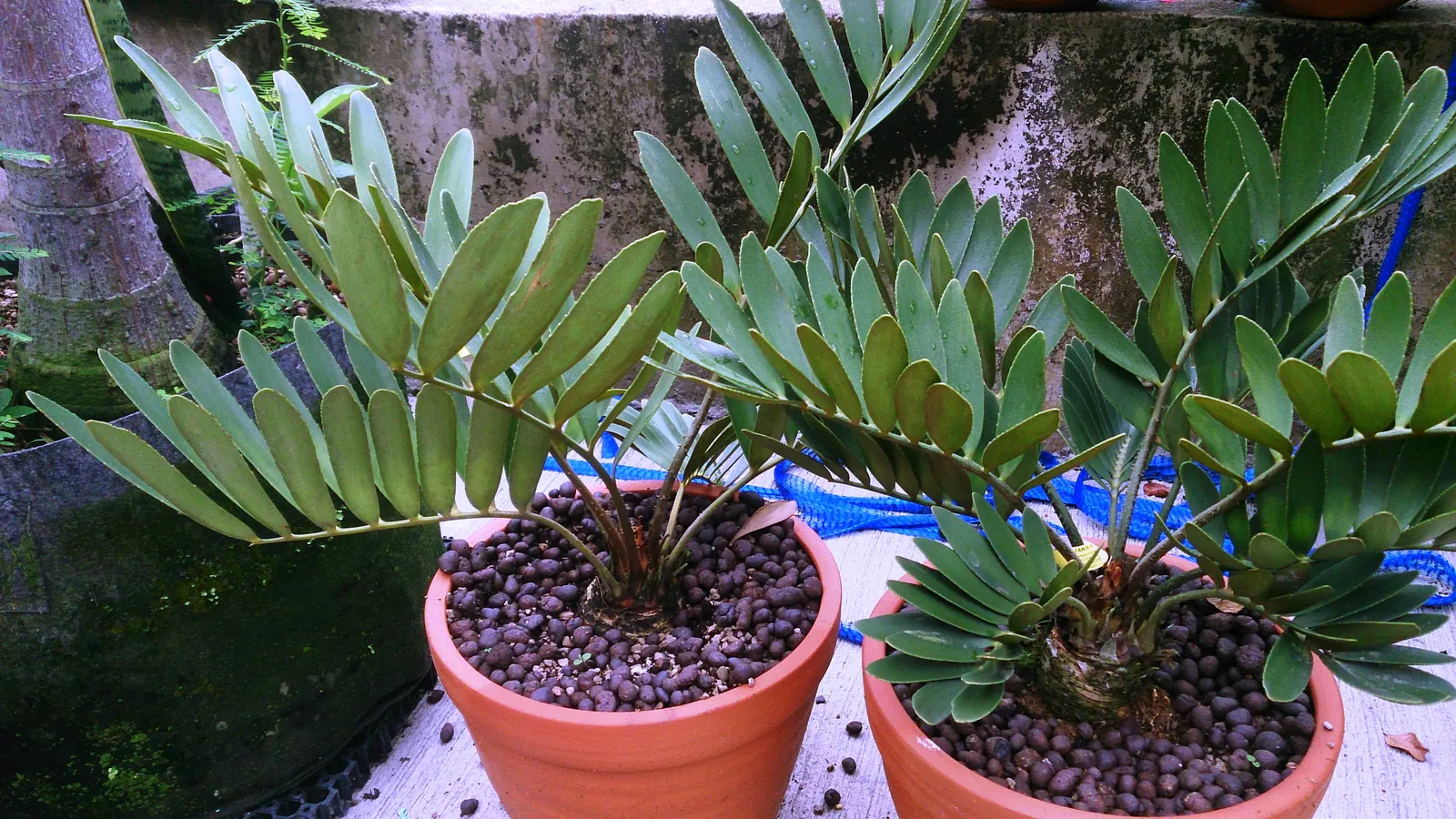 Cardboard Palm (Zamia Furfuracea) — presenting a lush rosette appearance; ideal for USDA zones 9-11, it thrives in well-drained soil and partial shade to full