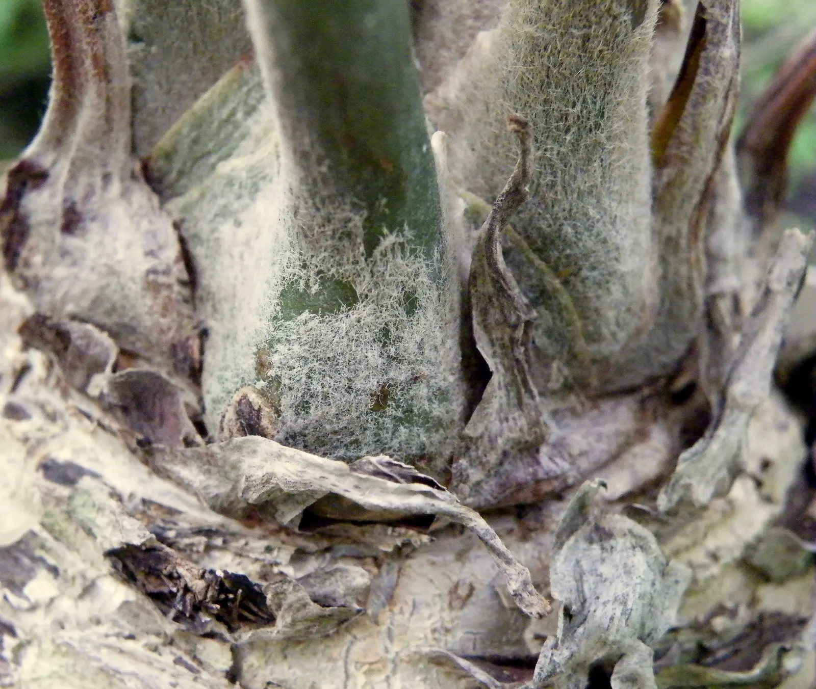 Cardboard Palm (Zamia Furfuracea) — it is important to note that all parts of the Zamia furfuracea are toxic if ingested; palm for full or half, image 71