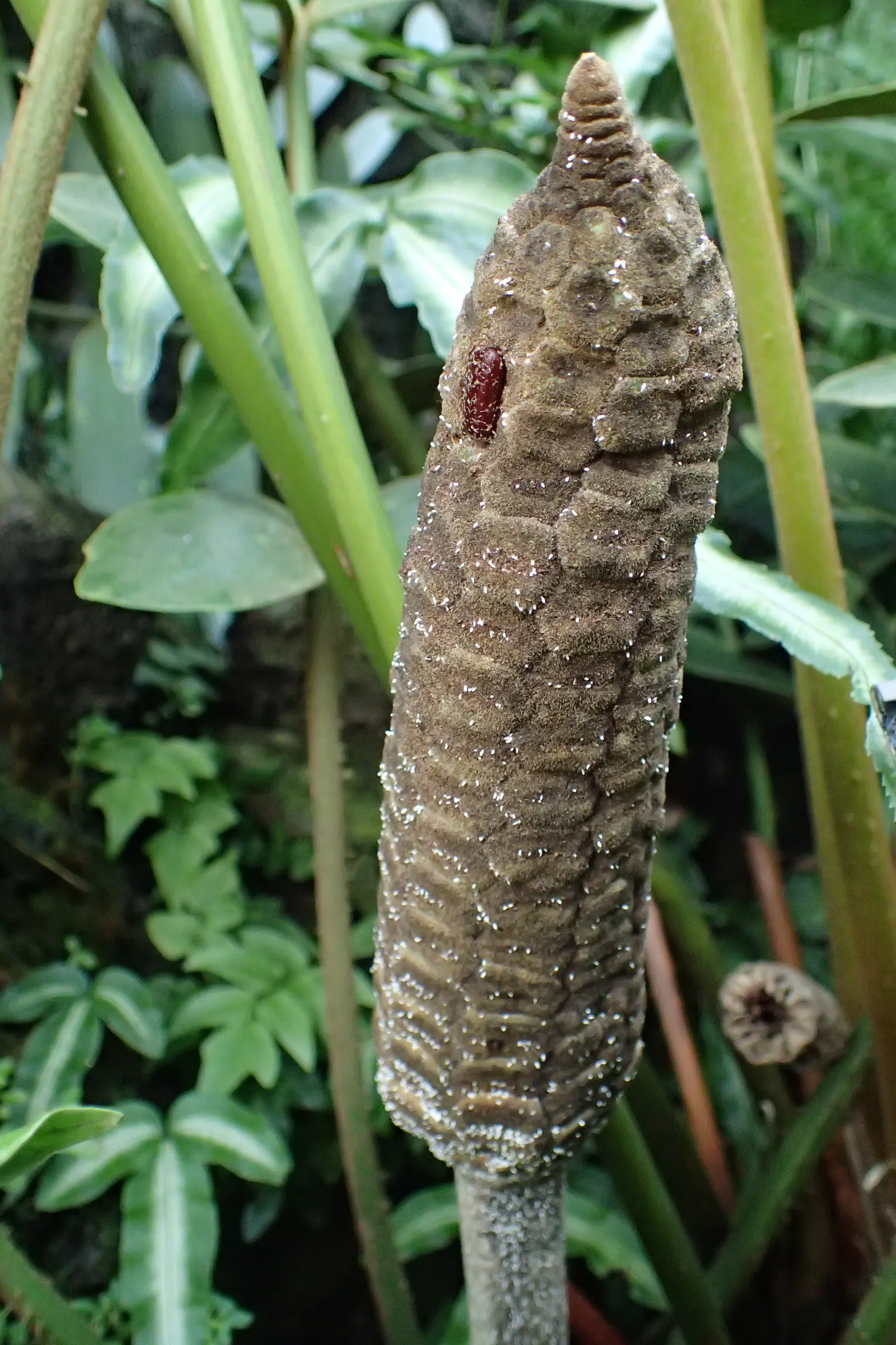 Cardboard Palm (Zamia Furfuracea) — is not a true palm but a cycad; the Cardboard Palm (Zamia furfuracea) is a robust, image 60