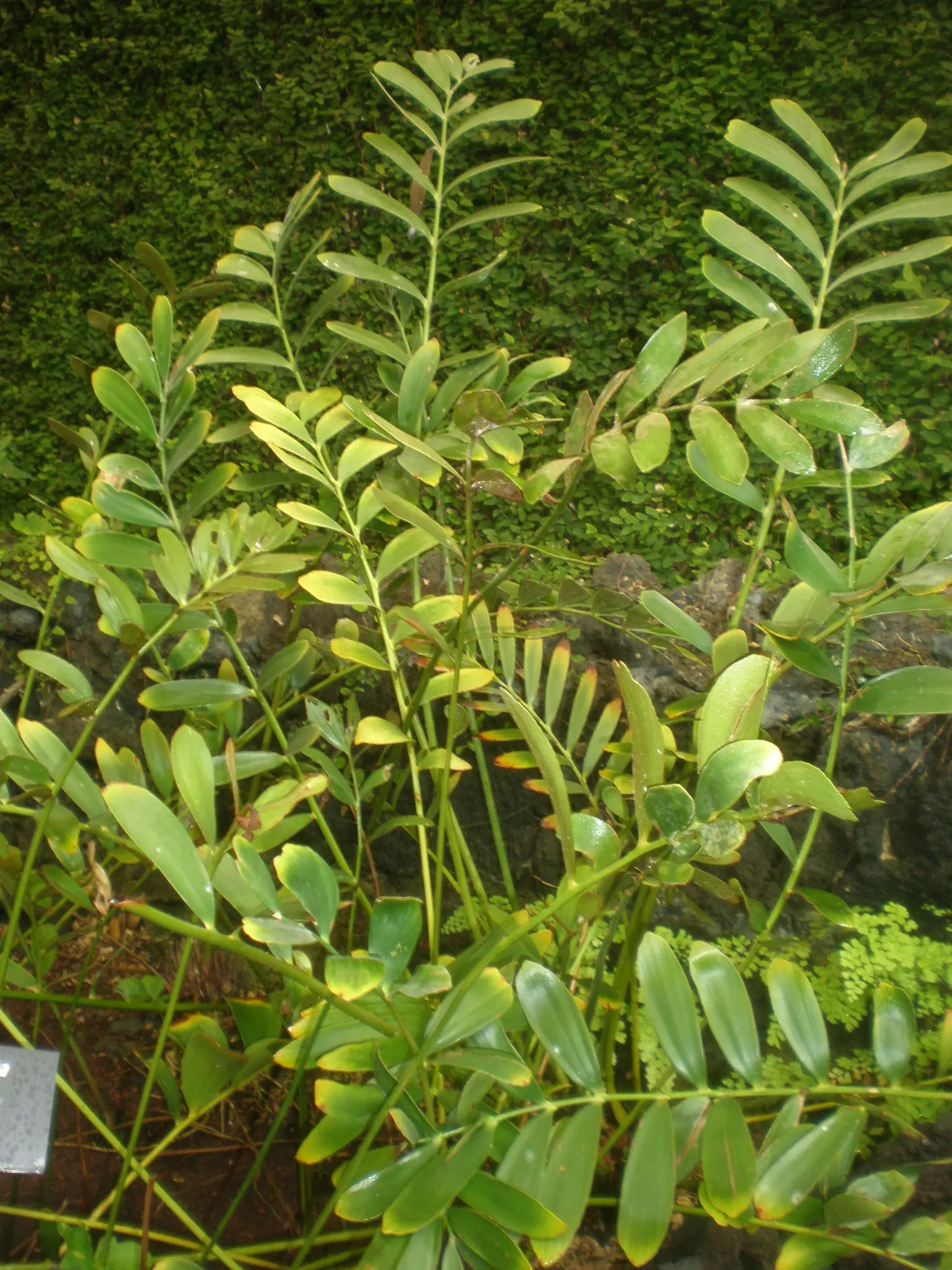 Cardboard Palm (Zamia Furfuracea) — While it prospers in partial shade to full sunlight; caution should be exercised, image 74