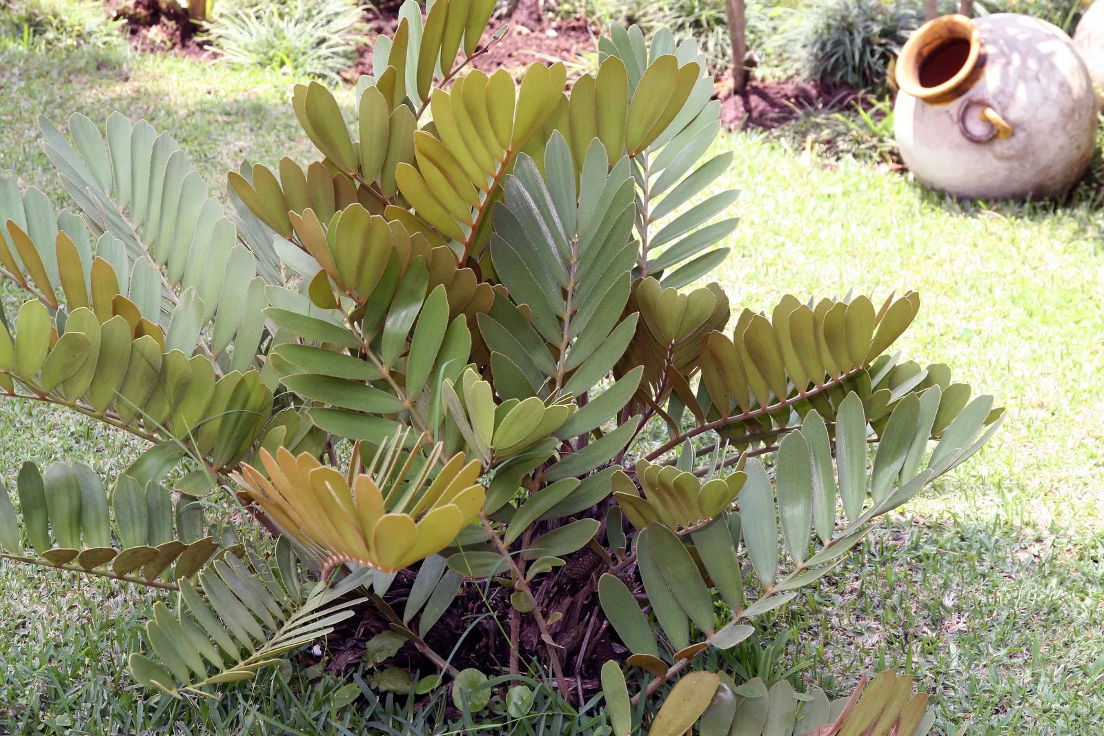 Cardboard Palm (Zamia Furfuracea) — and is an excellent choice for adding a prehistoric or tropical touch to the garden layout; presenting a lush, image 77