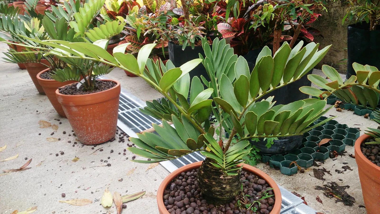Cardboard Palm (Zamia Furfuracea) — presenting a lush rosette appearance; ideal for USDA zones 9-11, it thrives in well-drained soil and partial, image 68