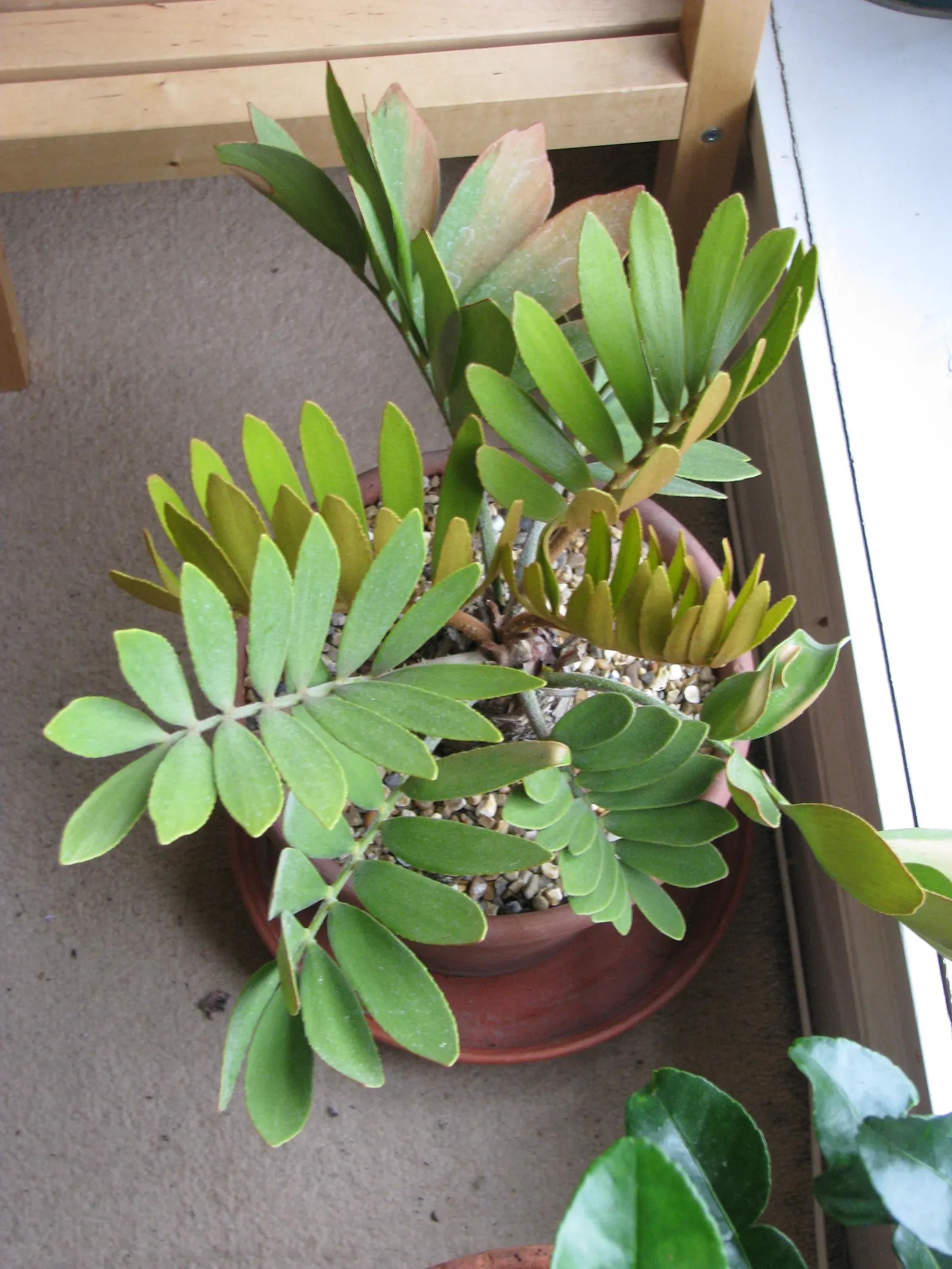 Cardboard Palm (Zamia Furfuracea) — Its resilience and moderate size; while it prospers in partial shade to full sunlight