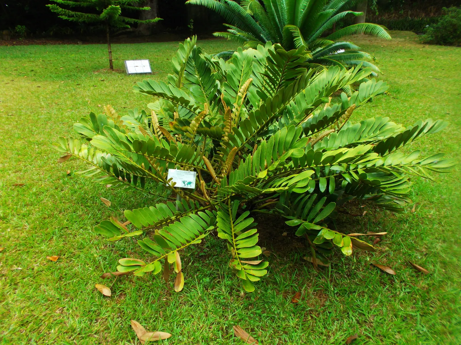 Cardboard Palm (Zamia Furfuracea) — leathery leaves give the plant its common name; reaching heights of 3 to 4 feet with an equal spread
