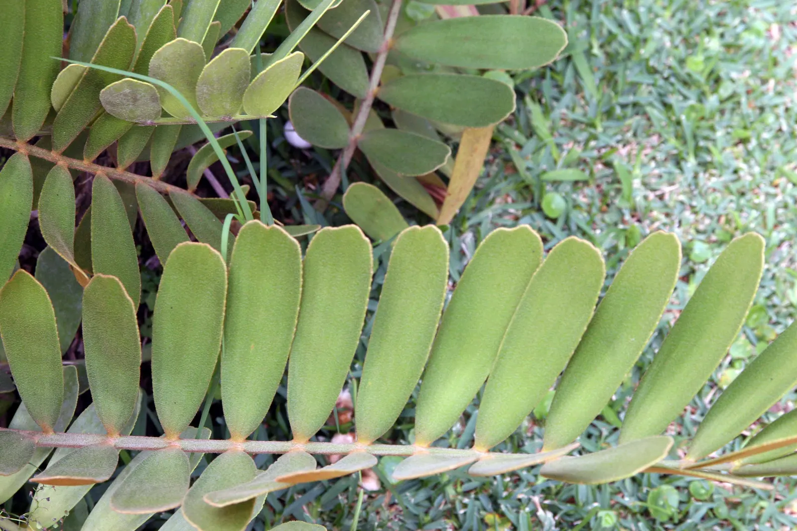 Cardboard Palm (Zamia Furfuracea) — palm for full or half; the colors of the foliage tend to be more vibrant when positioned in bright filtered light