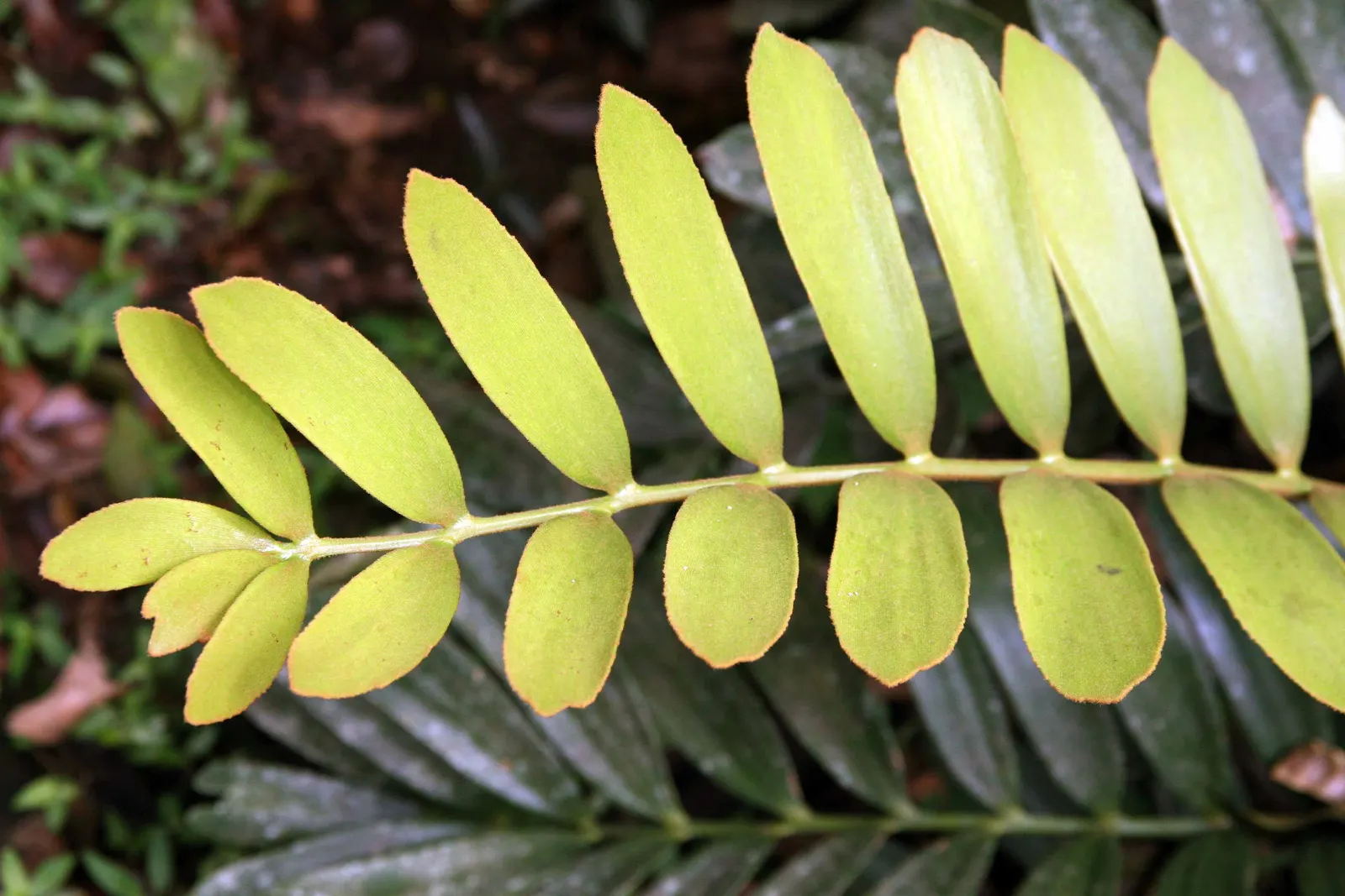 Cardboard Palm (Zamia Furfuracea) — The Cardboard Palm (Zamia furfuracea) is a robust; mature specimens reach up to 3-4 ft in height and width, image 79