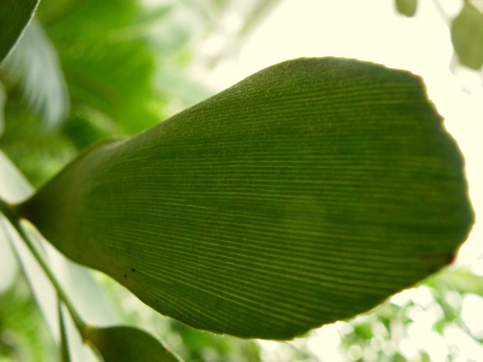 Cardboard Palm (Zamia Furfuracea) — due to the presence of cycasin; the Cardboard Palm (Zamia furfuracea), image 72