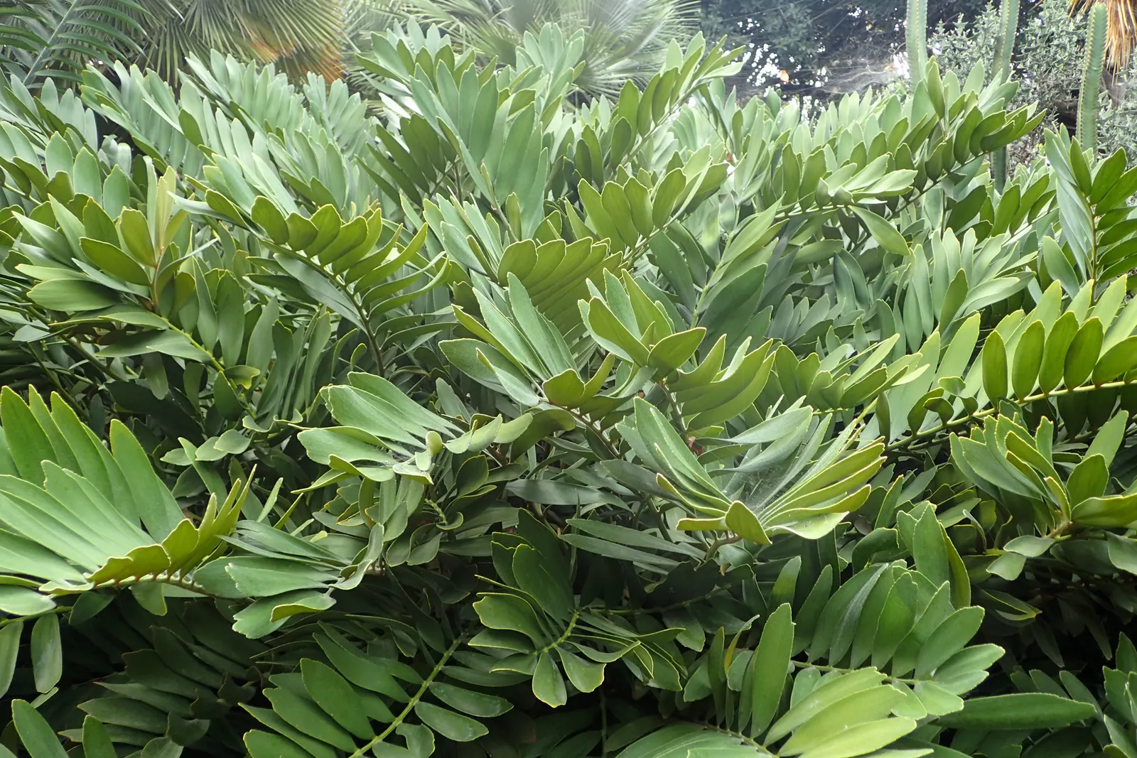 Cardboard Palm (Zamia Furfuracea) — due to the presence of cycasin; the Cardboard Palm (Zamia furfuracea)