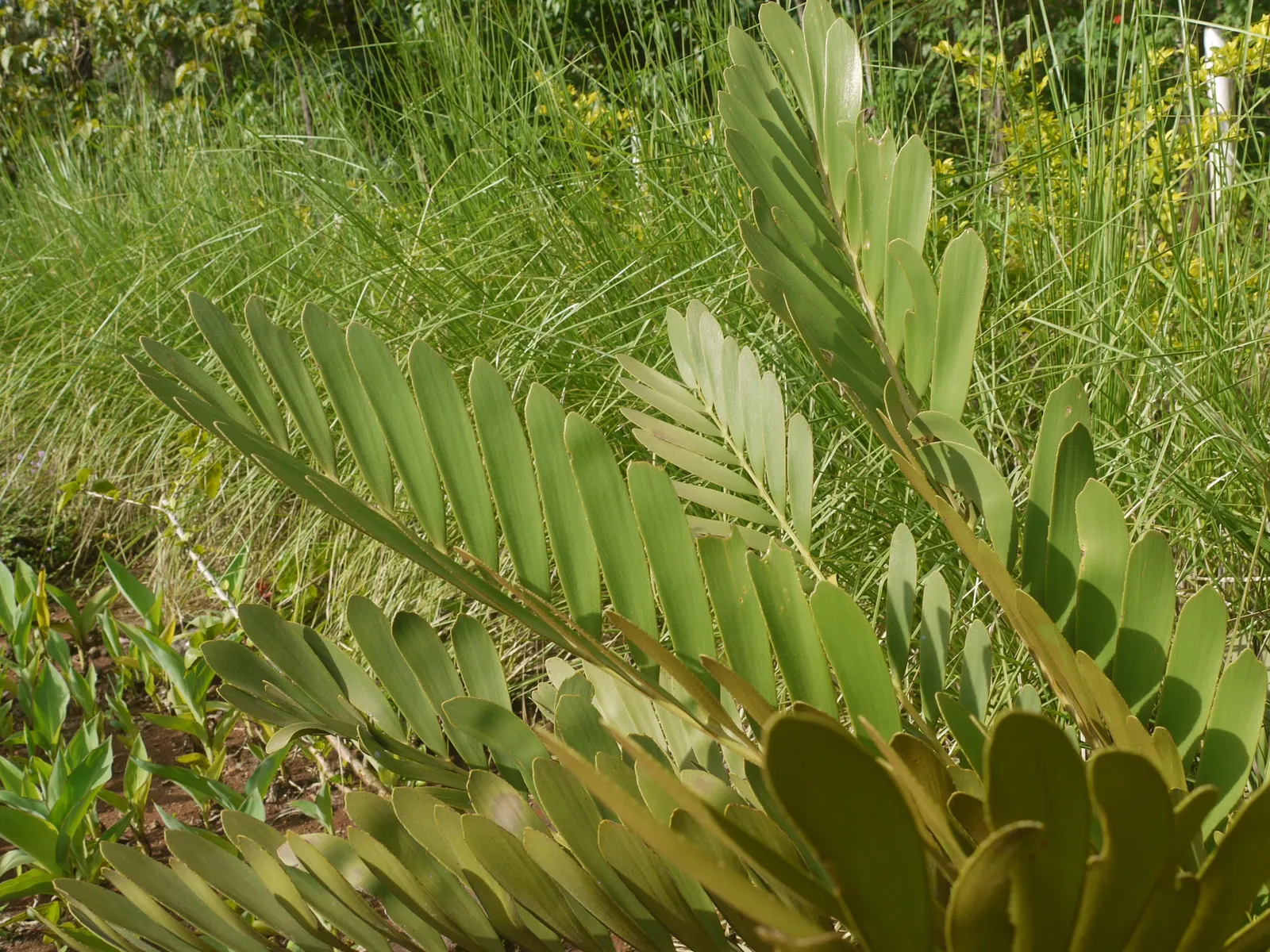 Cardboard Palm (Zamia Furfuracea) — Ideal for USDA zones 9-11, it thrives in well-drained soil and partial shade to full sun; this low-maintenance, image 57