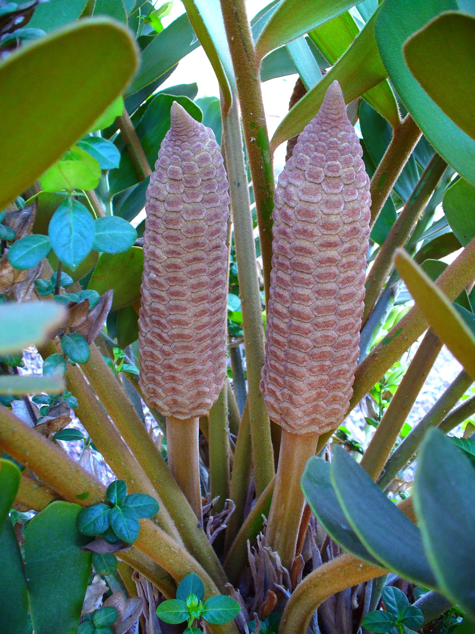 Cardboard Palm (Zamia Furfuracea) — While it prospers in partial shade to full sunlight; caution should be exercised, image 100