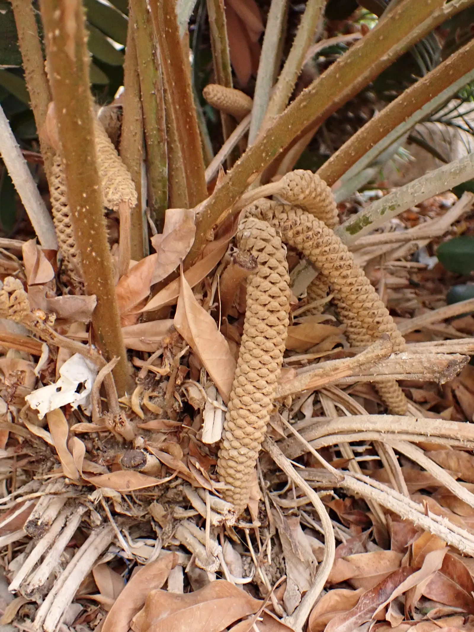Cardboard Palm (Zamia Furfuracea) — The Cardboard Palm (Zamia furfuracea); due to the presence of cycasin, image 85