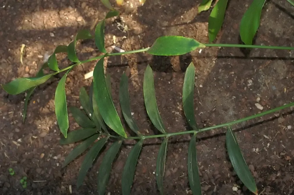 Cardboard Palm (Zamia Furfuracea) — thickened stem that may grow up to 8 inches in diameter; seed-producing plants with a stout and woody trunk, image 65