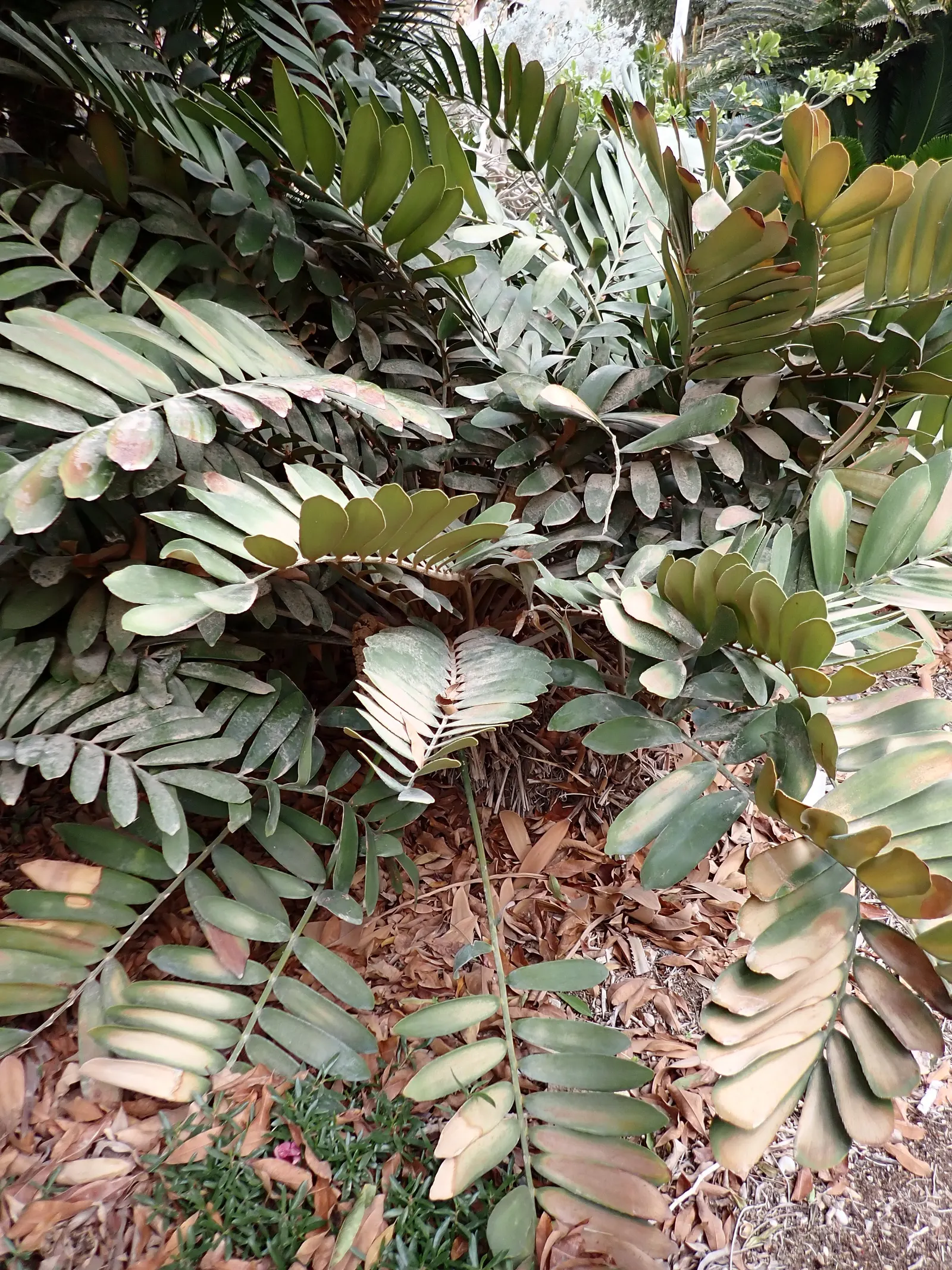 Cardboard Palm (Zamia Furfuracea) — as they have a cardboard-like texture.<br><br>For the client's knowledge; it is important to note that all, image 70