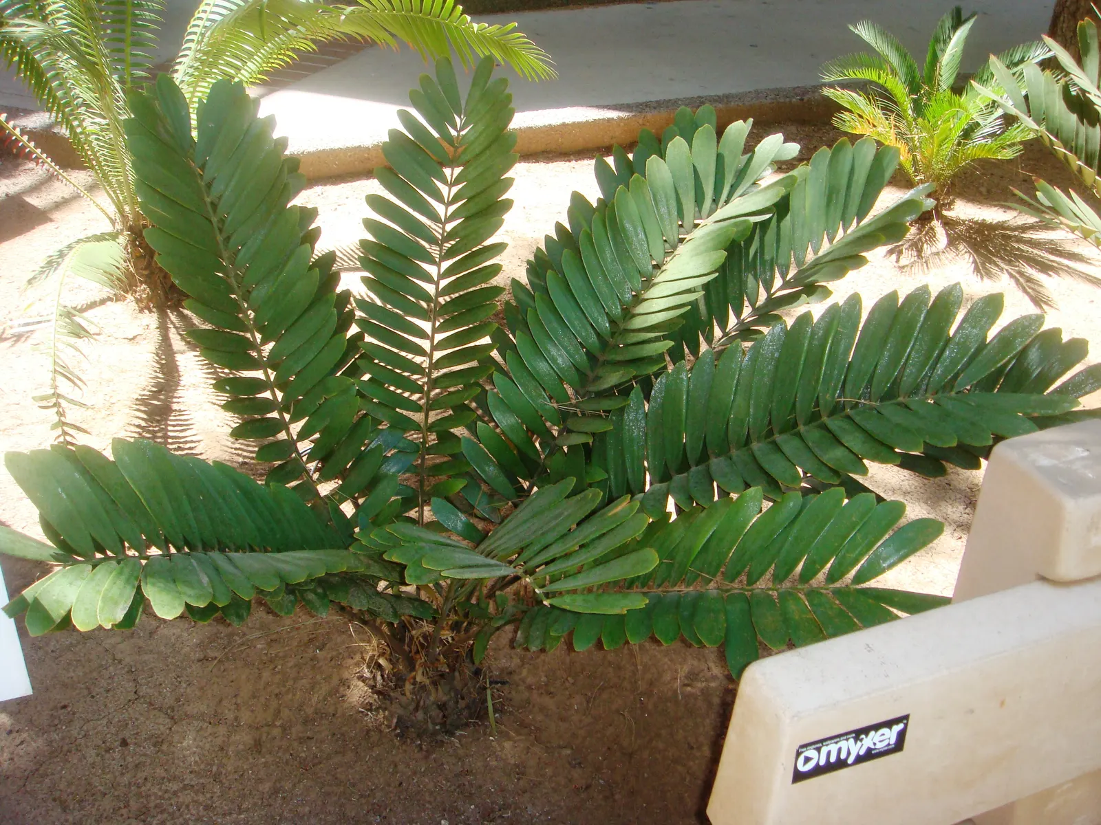 Cardboard Palm (Zamia Furfuracea) — as they have a cardboard-like texture.<br><br>For the client's knowledge