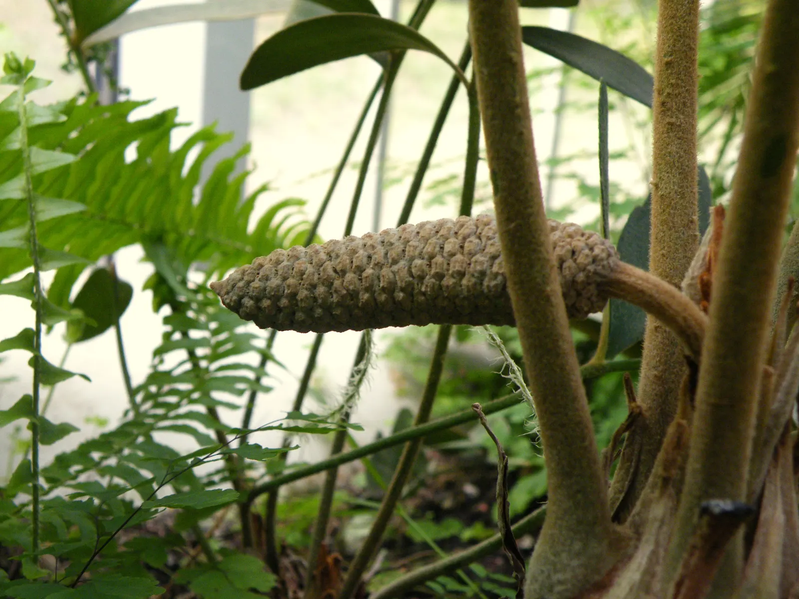Cardboard Palm (Zamia Furfuracea) — which is a group of ancient; is not a true palm but a cycad