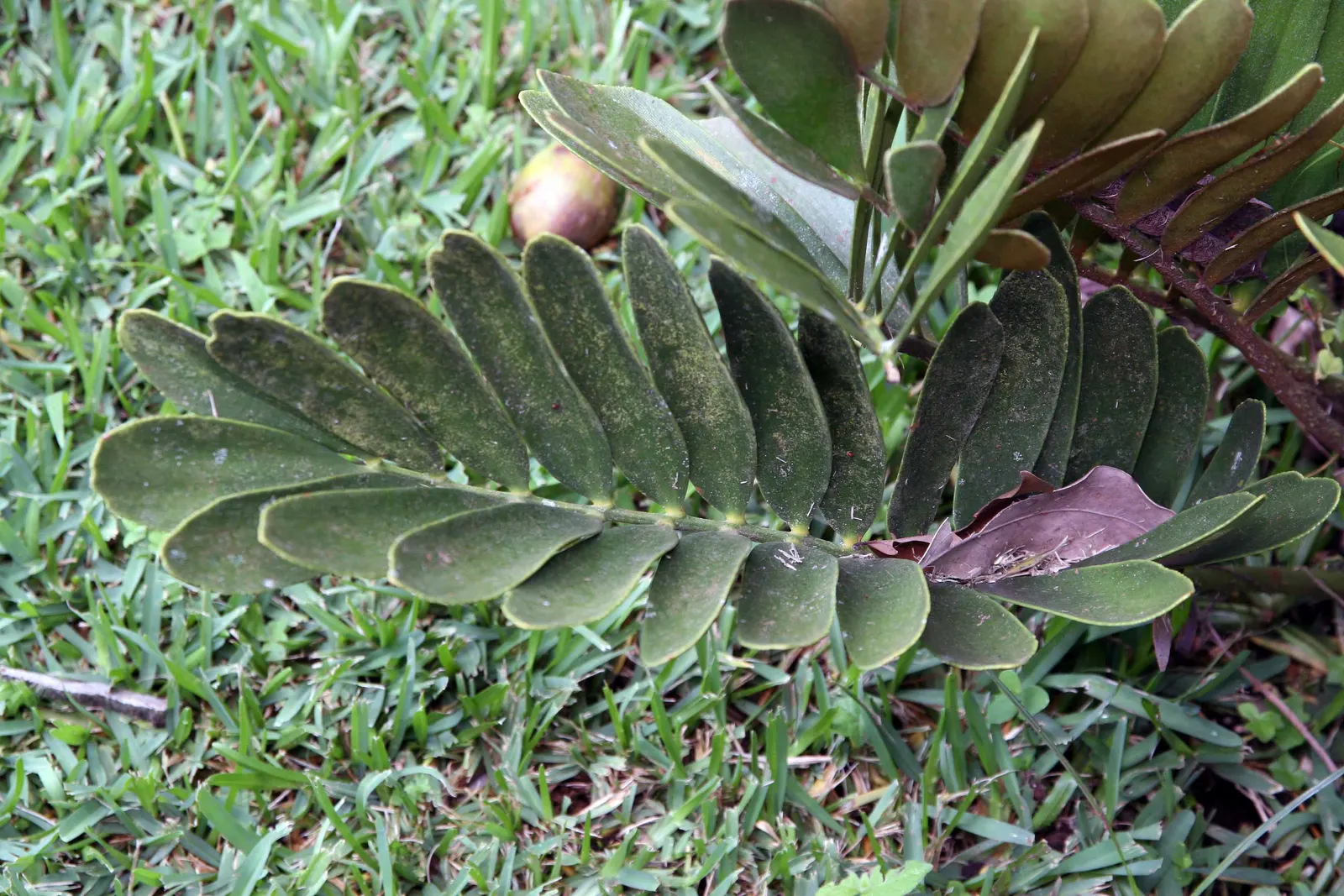 Cardboard Palm (Zamia Furfuracea) — This low-maintenance plant adds a prehistoric touch with minimal water needs once established; thickened stem that may grow