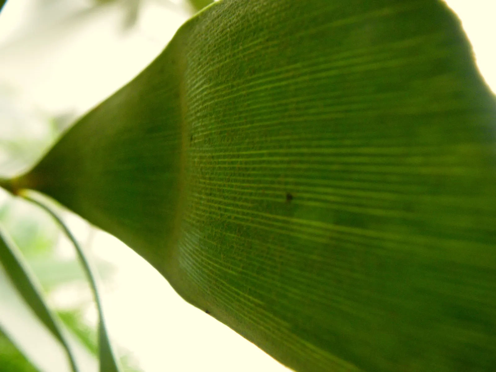 Cardboard Palm (Zamia Furfuracea) — Mature specimens reach up to 3-4 ft in height and width, with leaves extending up to 3 ft long; and is an, image 82